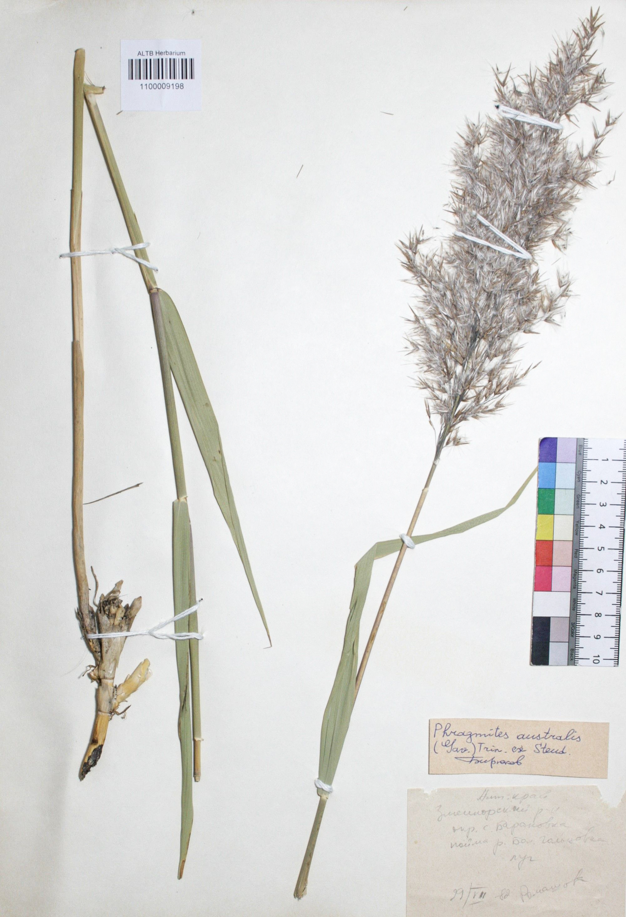 Phragmites australis (Cav.) Trin. ex Steud. 