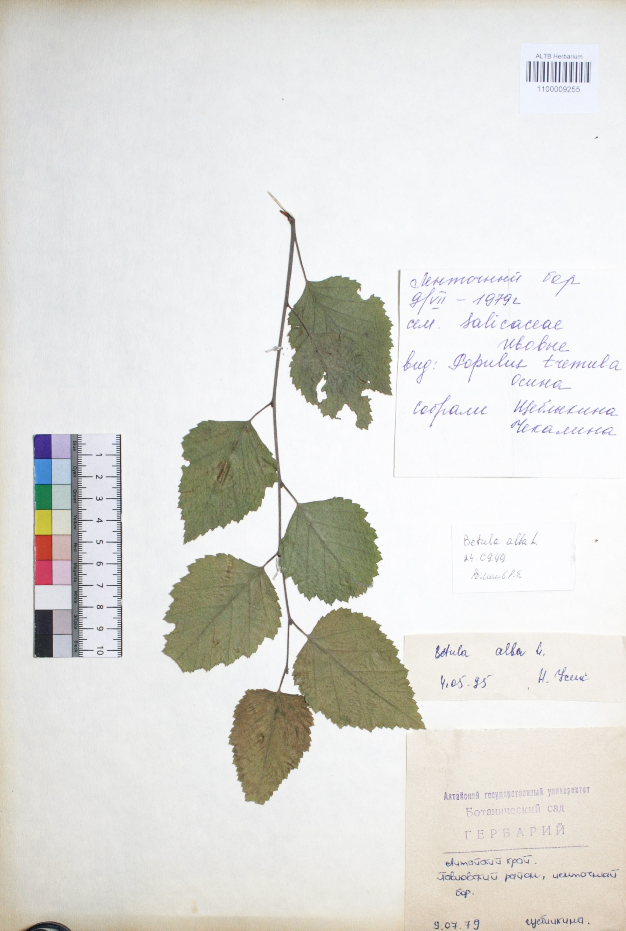 Betula alba L.