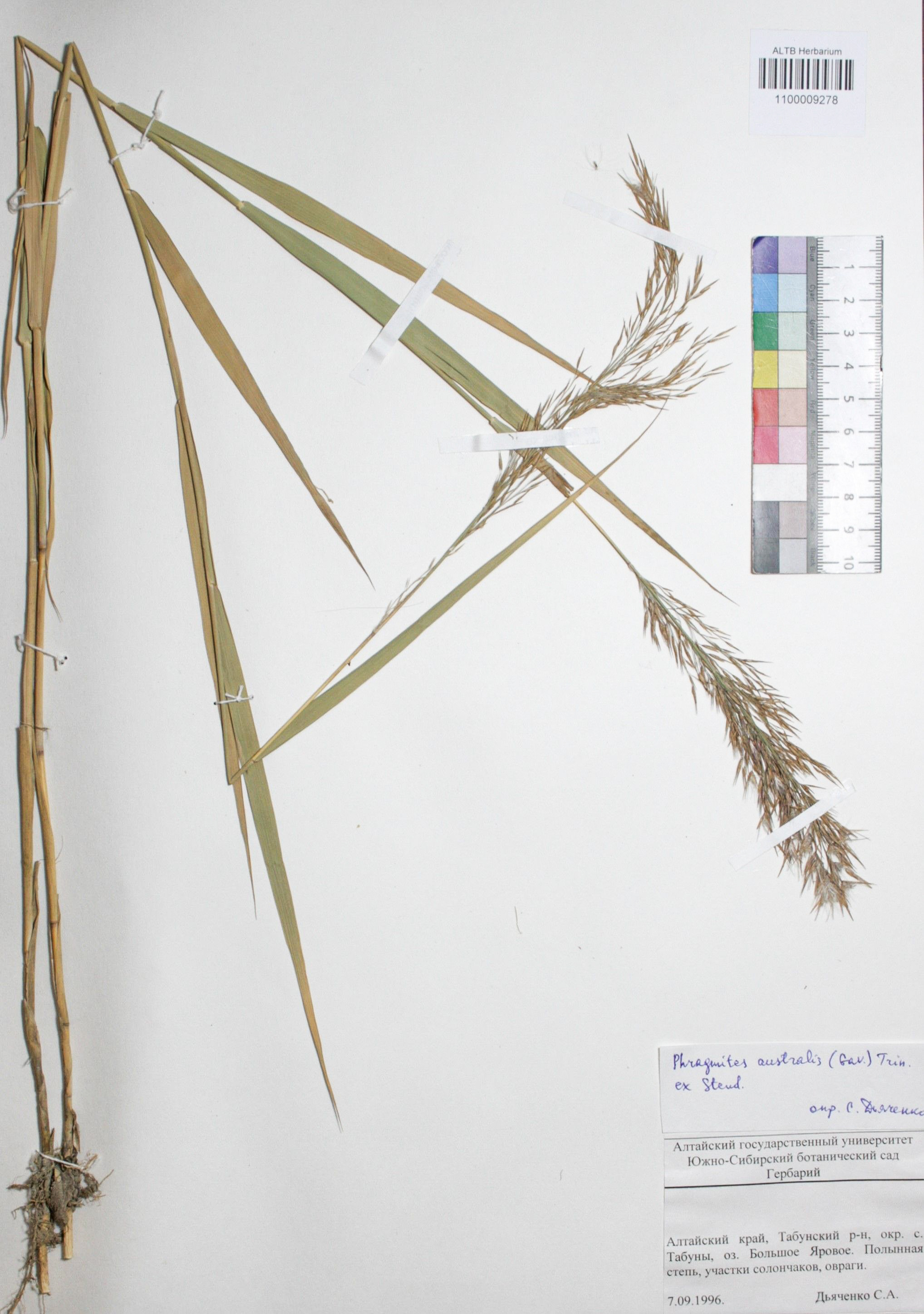 Phragmites australis (Cav.) Trin. ex Steud. 