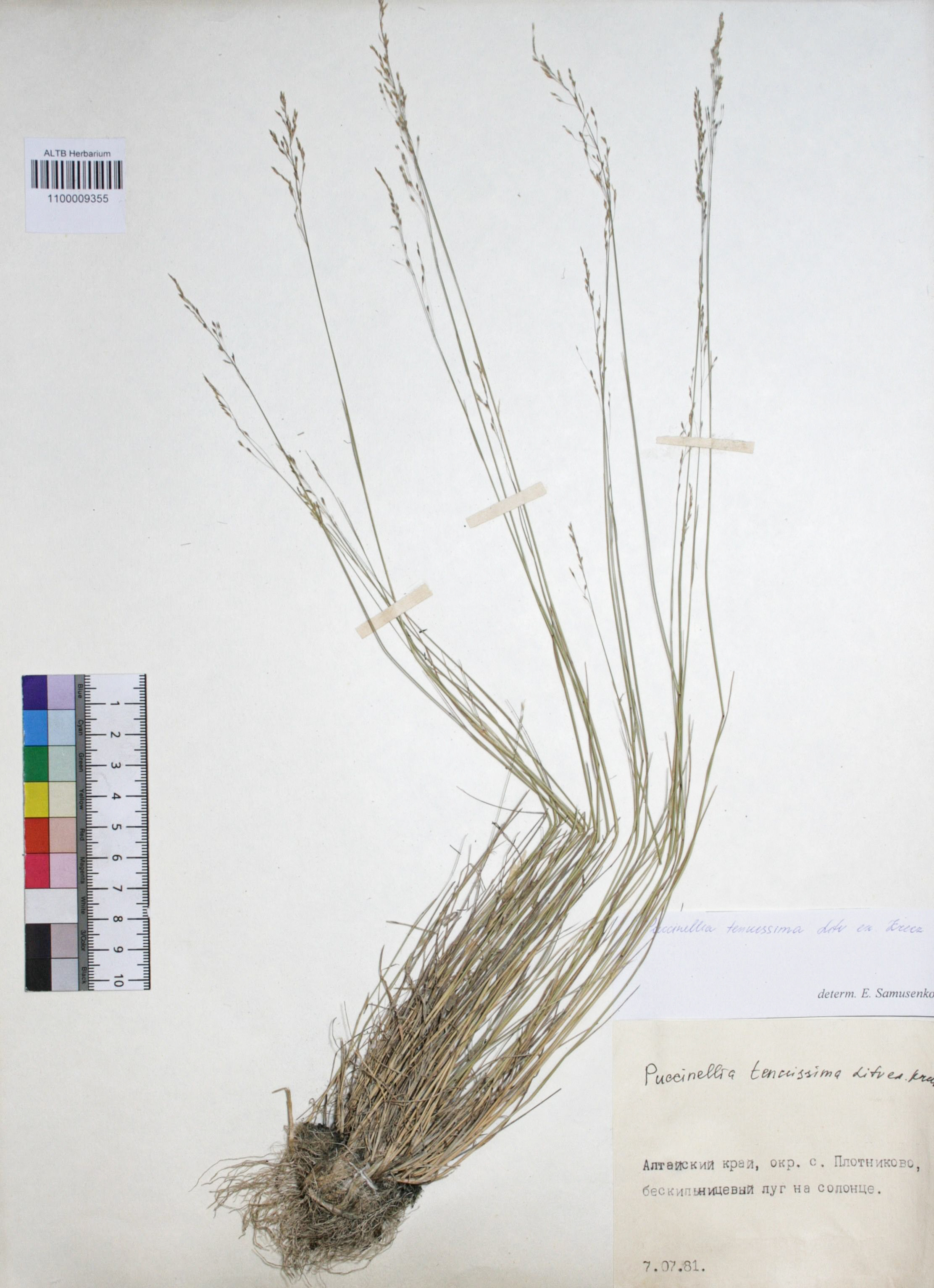 Puccinellia tenuissima Litv. Ex V.I. Krecz.