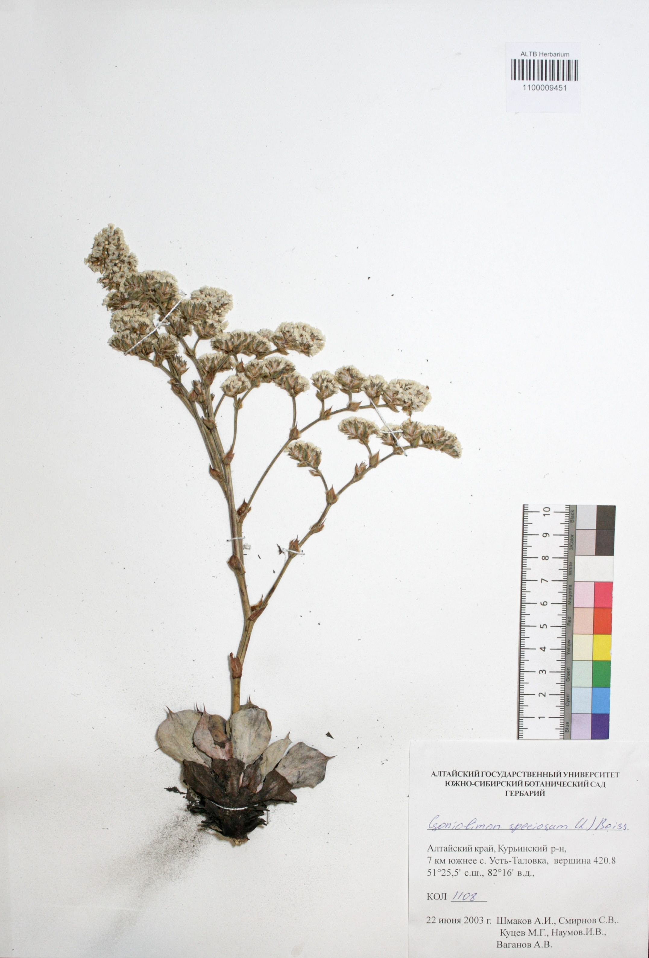 Goniolimon speciosum Boiss.