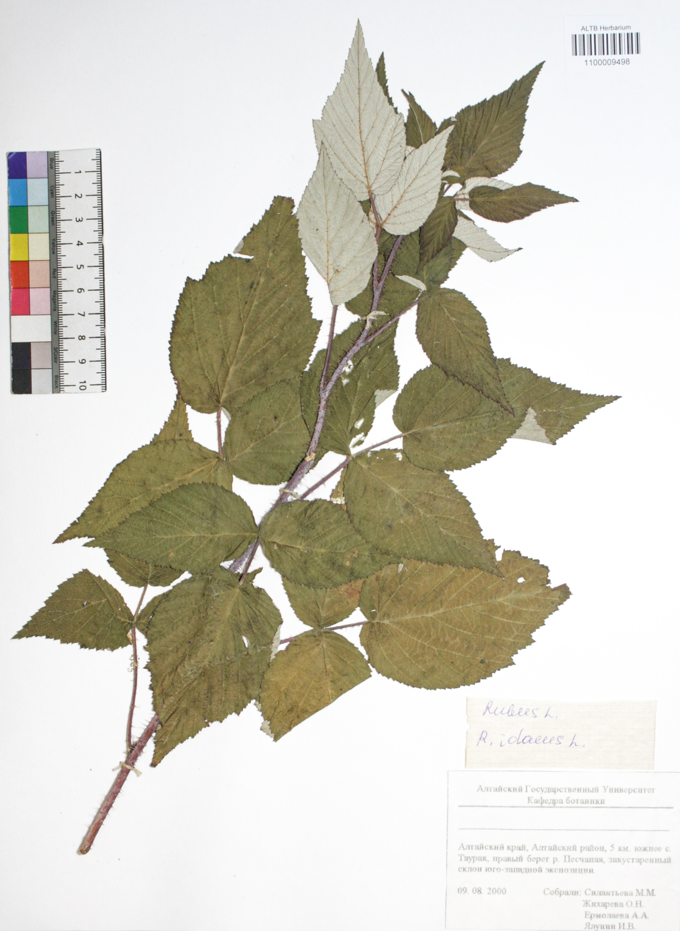 Rubus idaeus L.