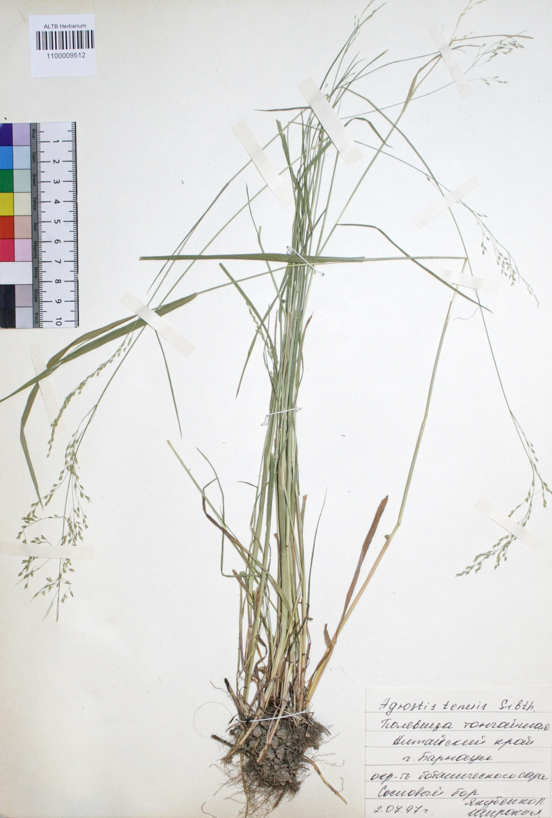 Agrostis tenuis Sibth.