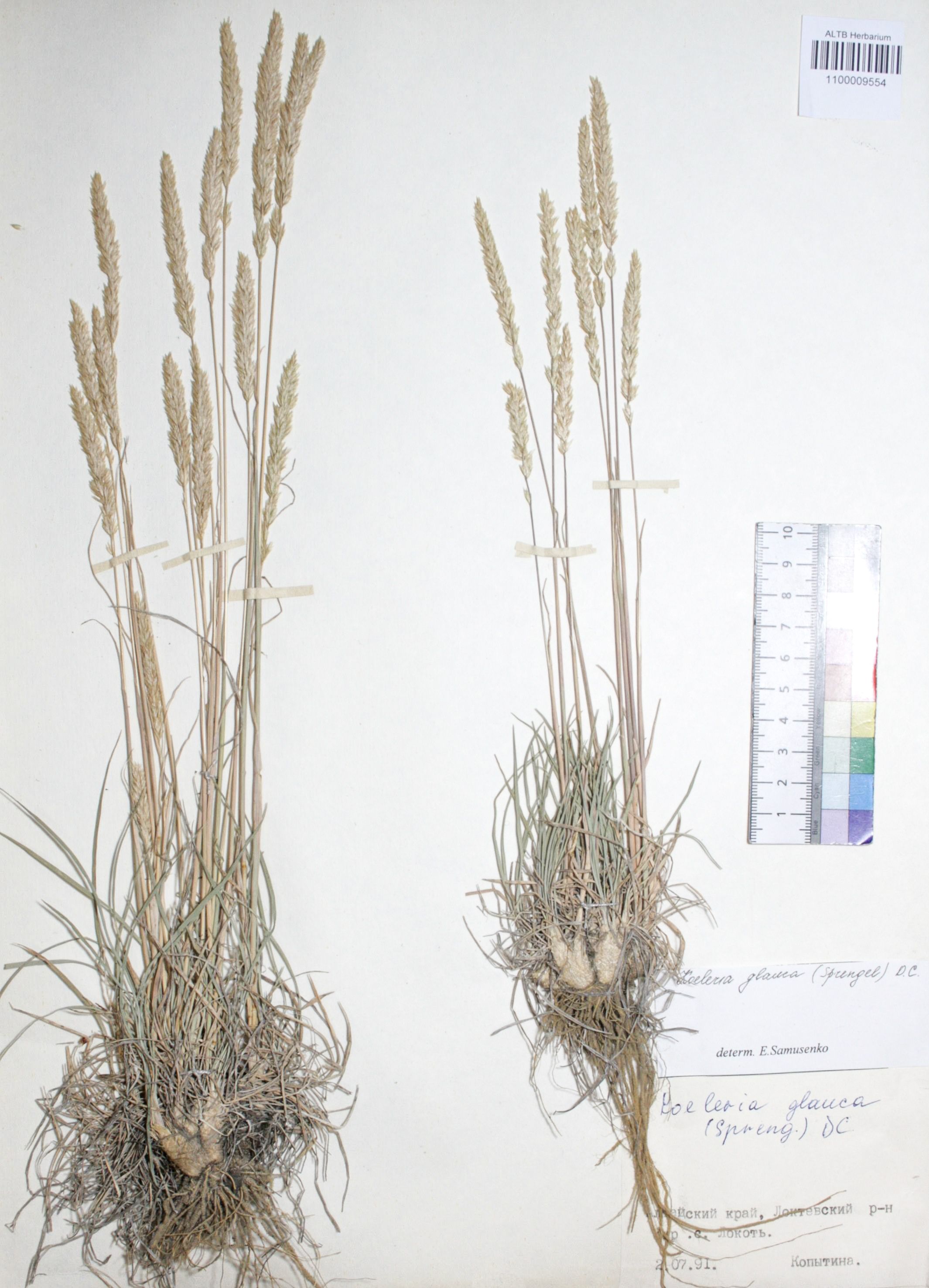 Koeleria glauca (Spreng.) DC. 