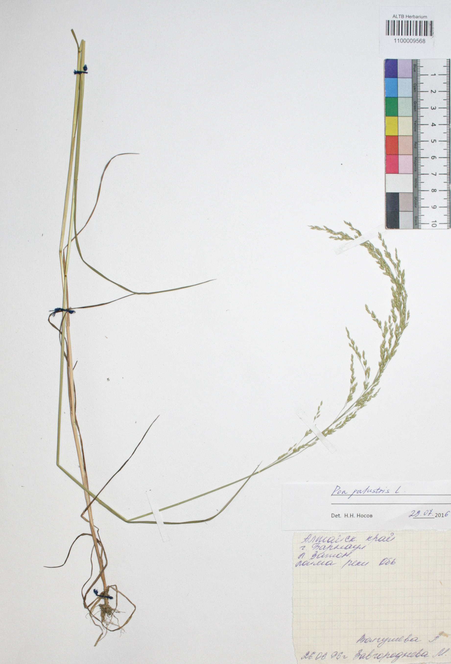 Poa palustris L.