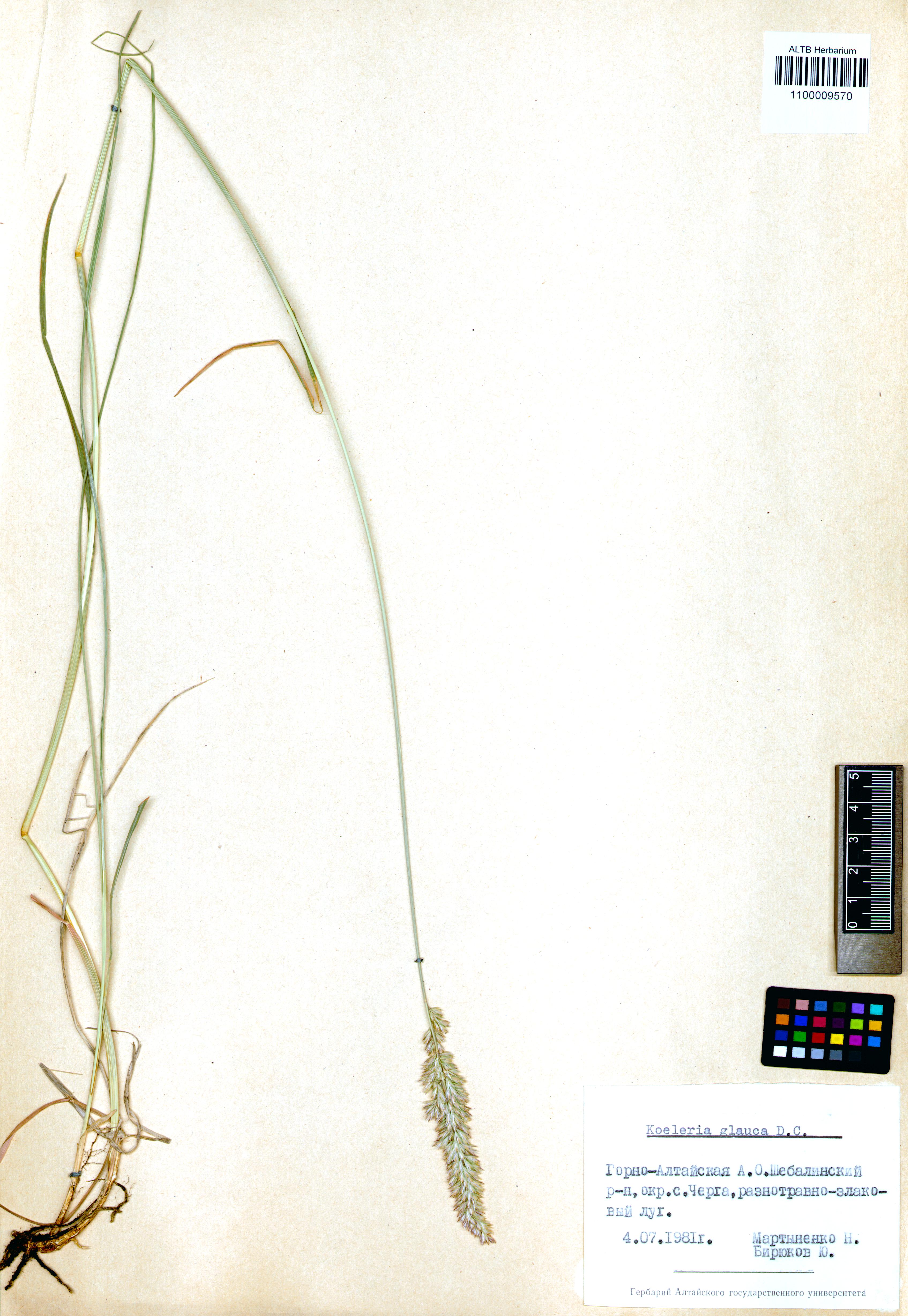 Koeleria glauca (Spreng.) DC. 