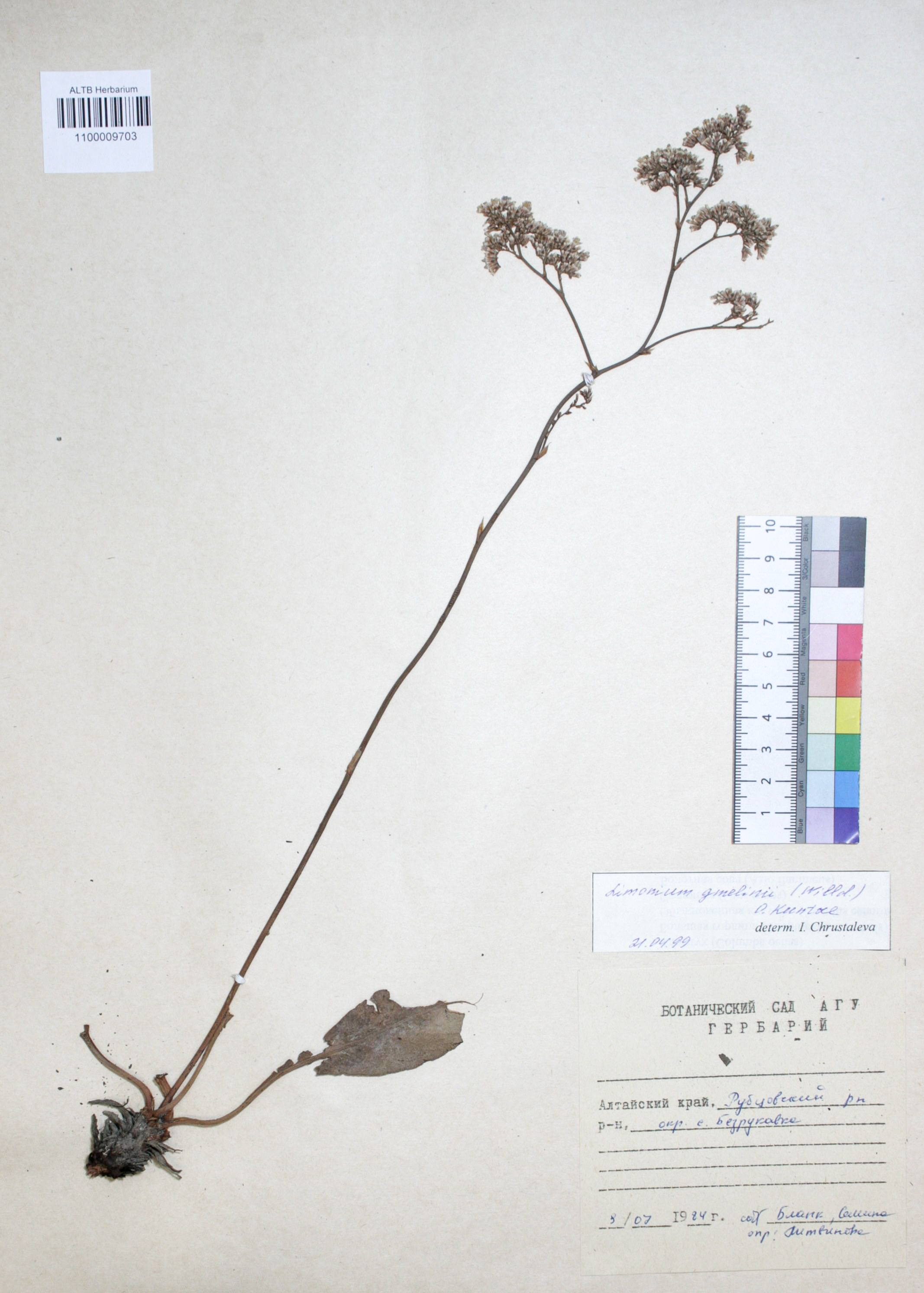 Limonium gmelinii (Willd.) Kuntze