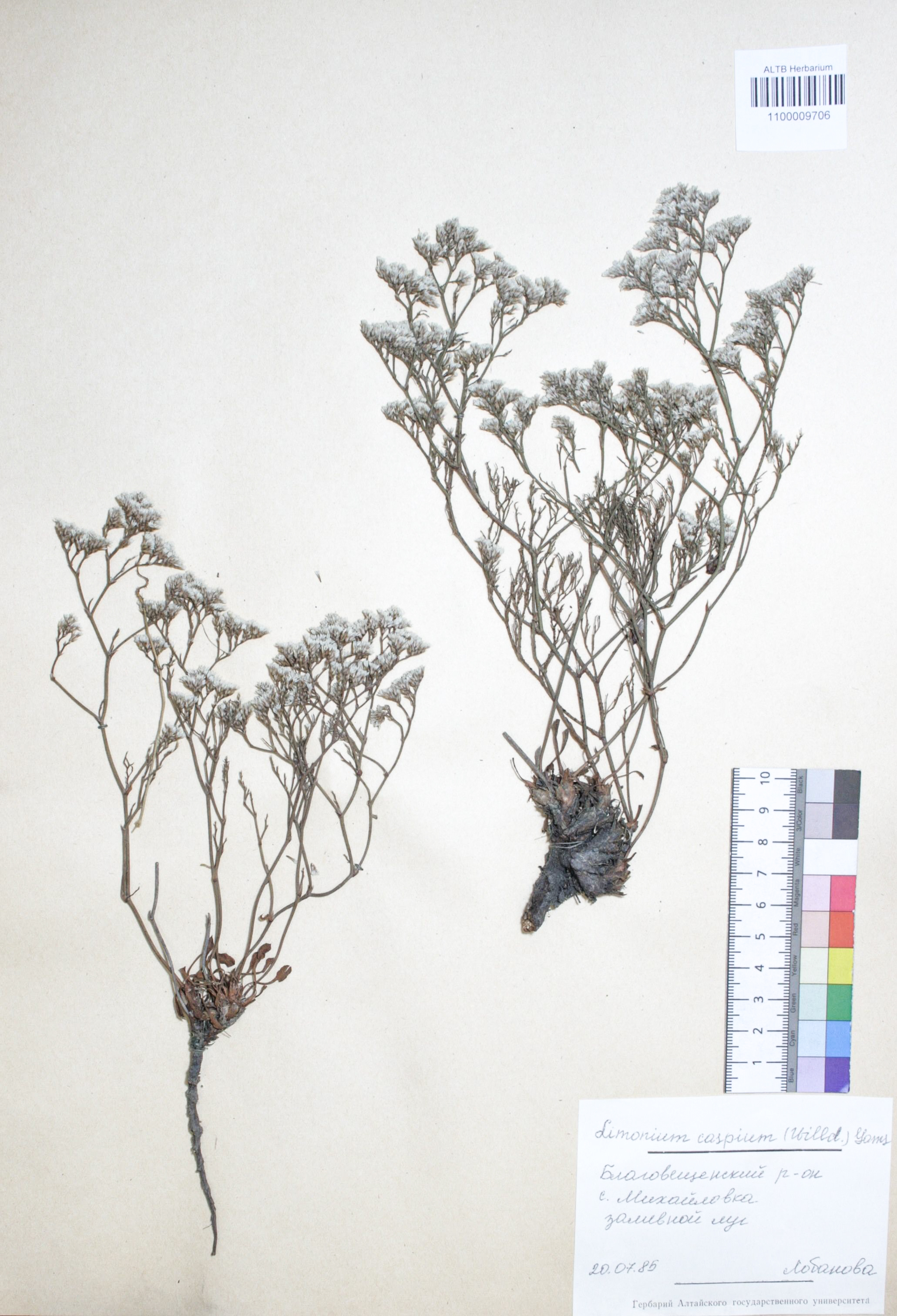 Limonium caspium (Willd.) Gams