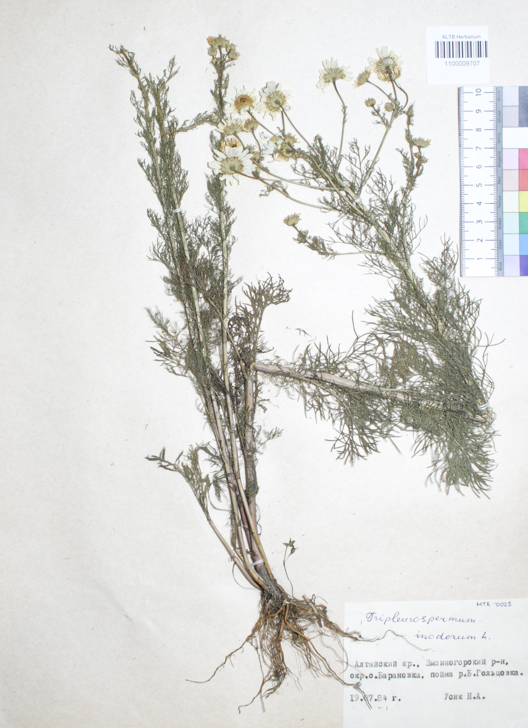 Tripleurospermum inodorum (L.) Sch.Bip.