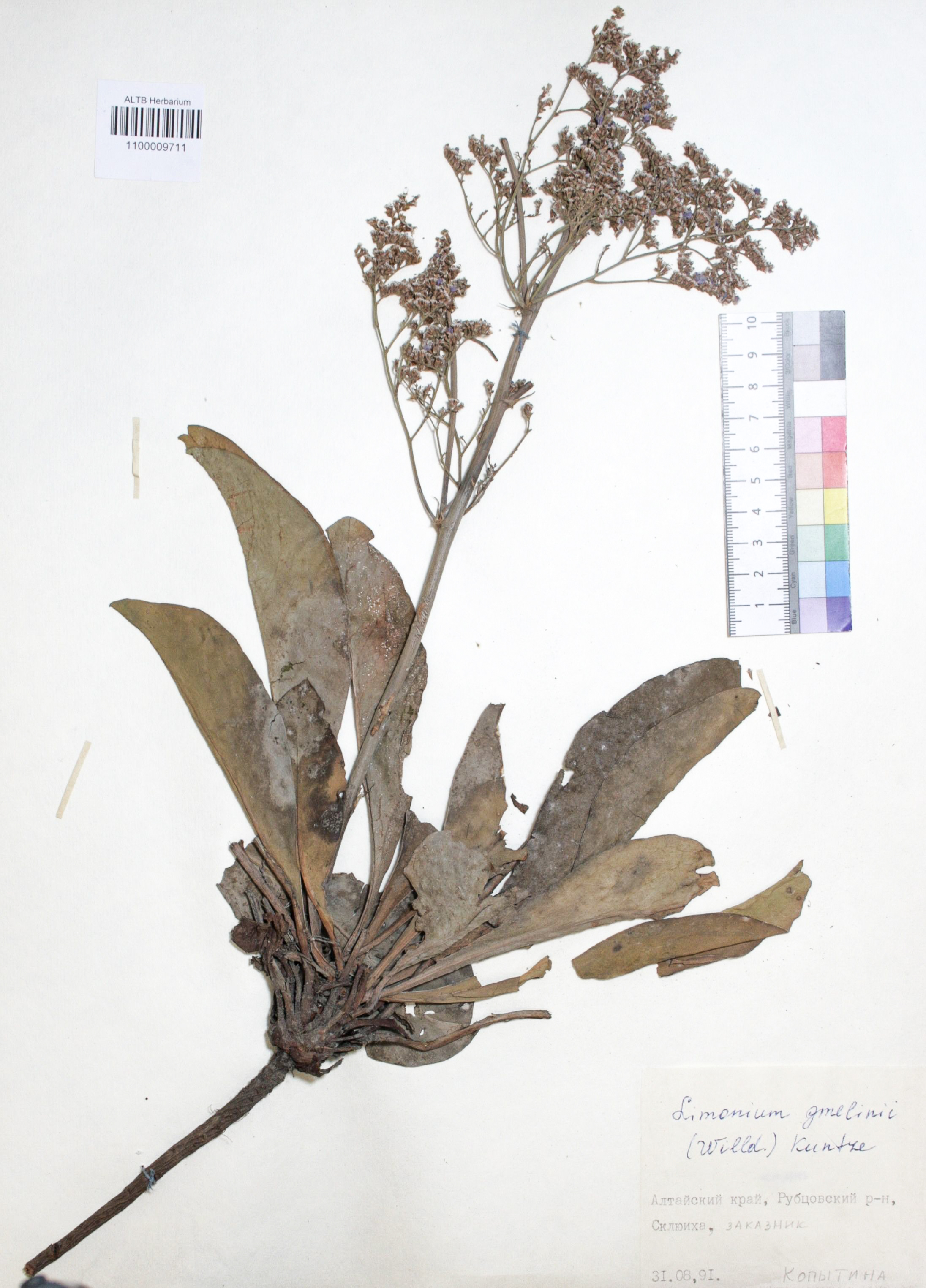 Limonium gmelinii (Willd.) Kuntze