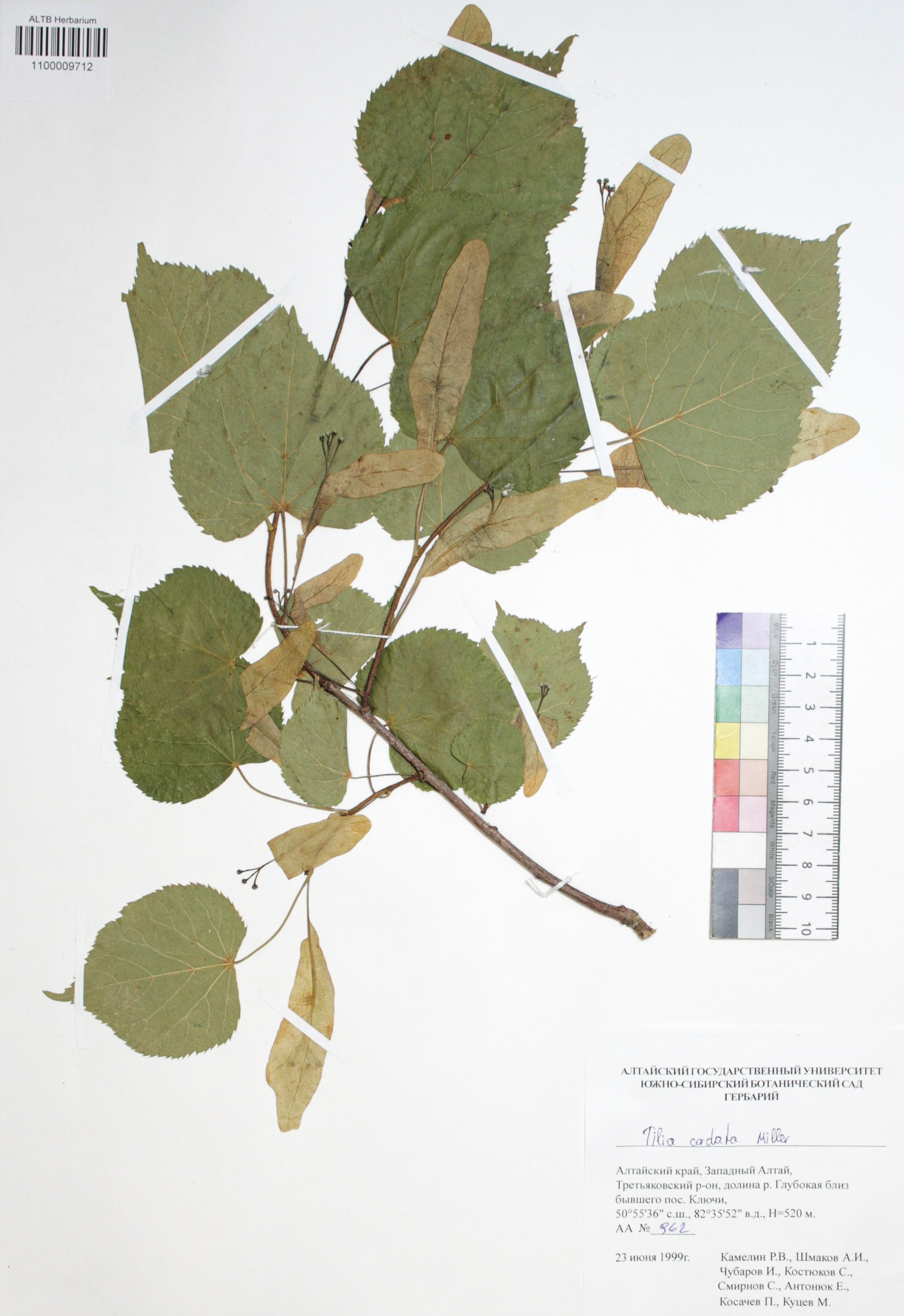  Tilia sibirica Bayer 