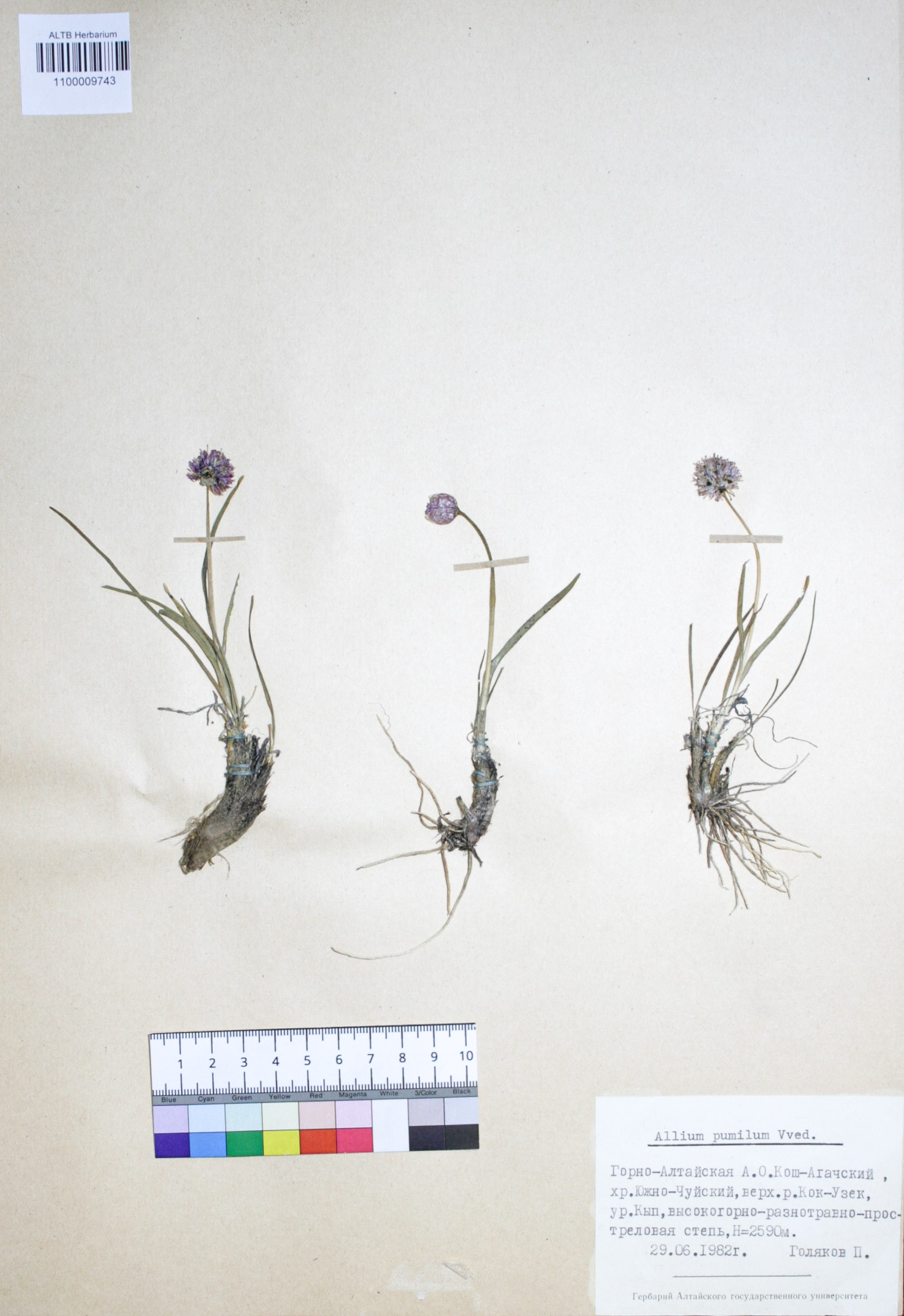 Allium pumilum Vved.
