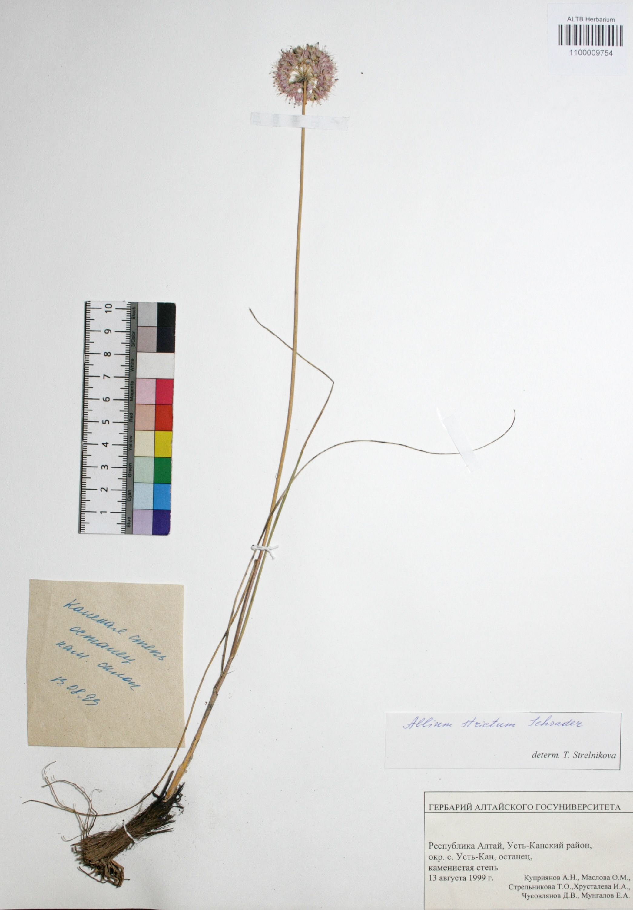 Allium strictum Schrad.