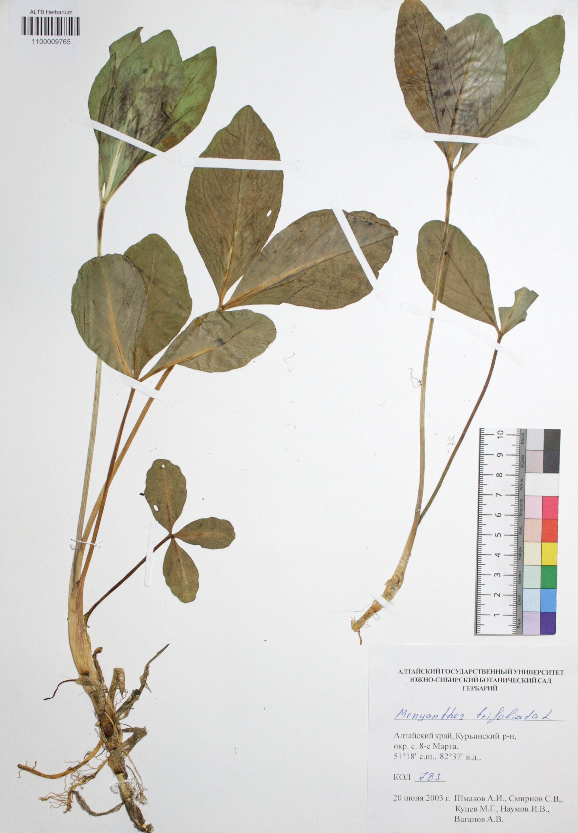Menyanthes trifoliata L. 
