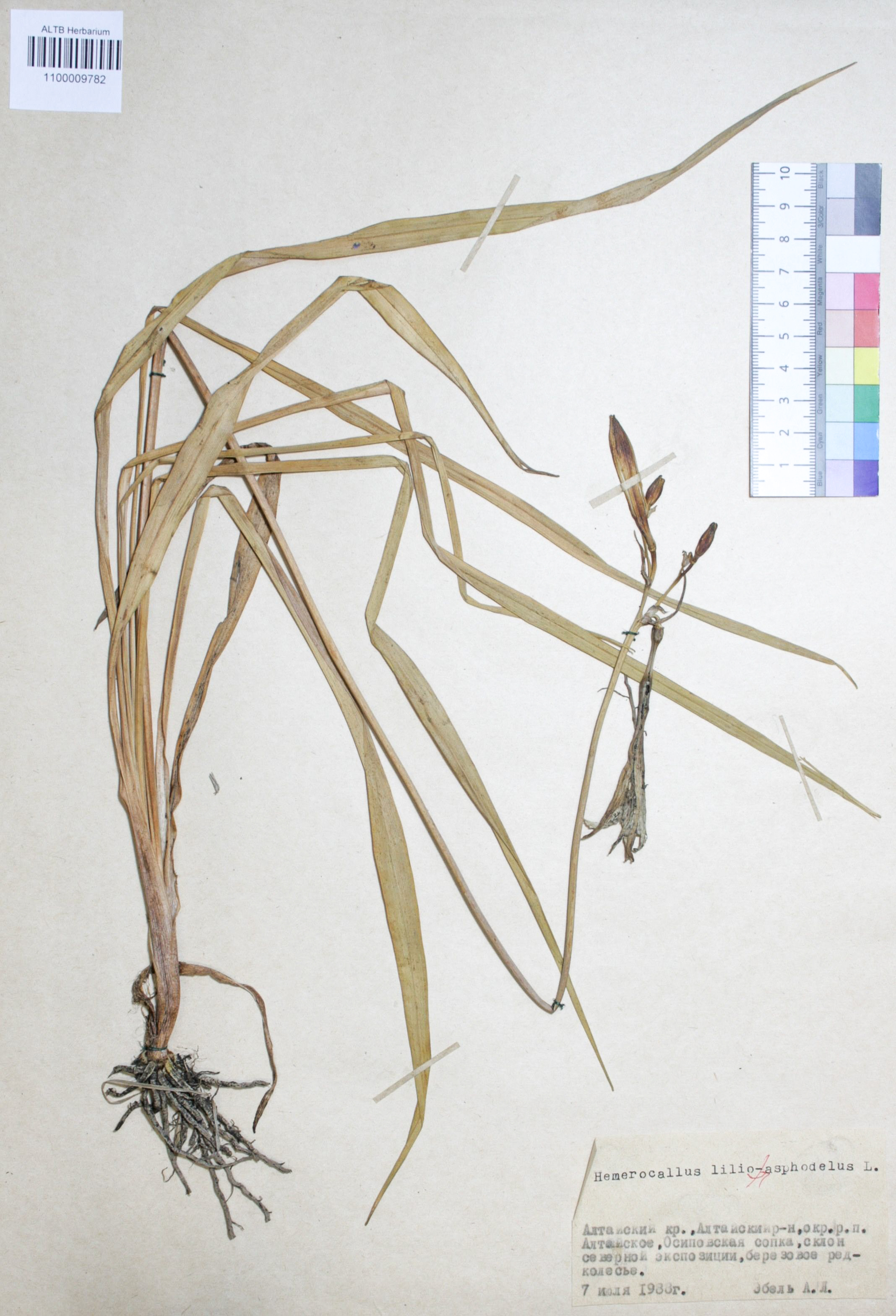 Hemerocallis lilio-asphodelus L.
