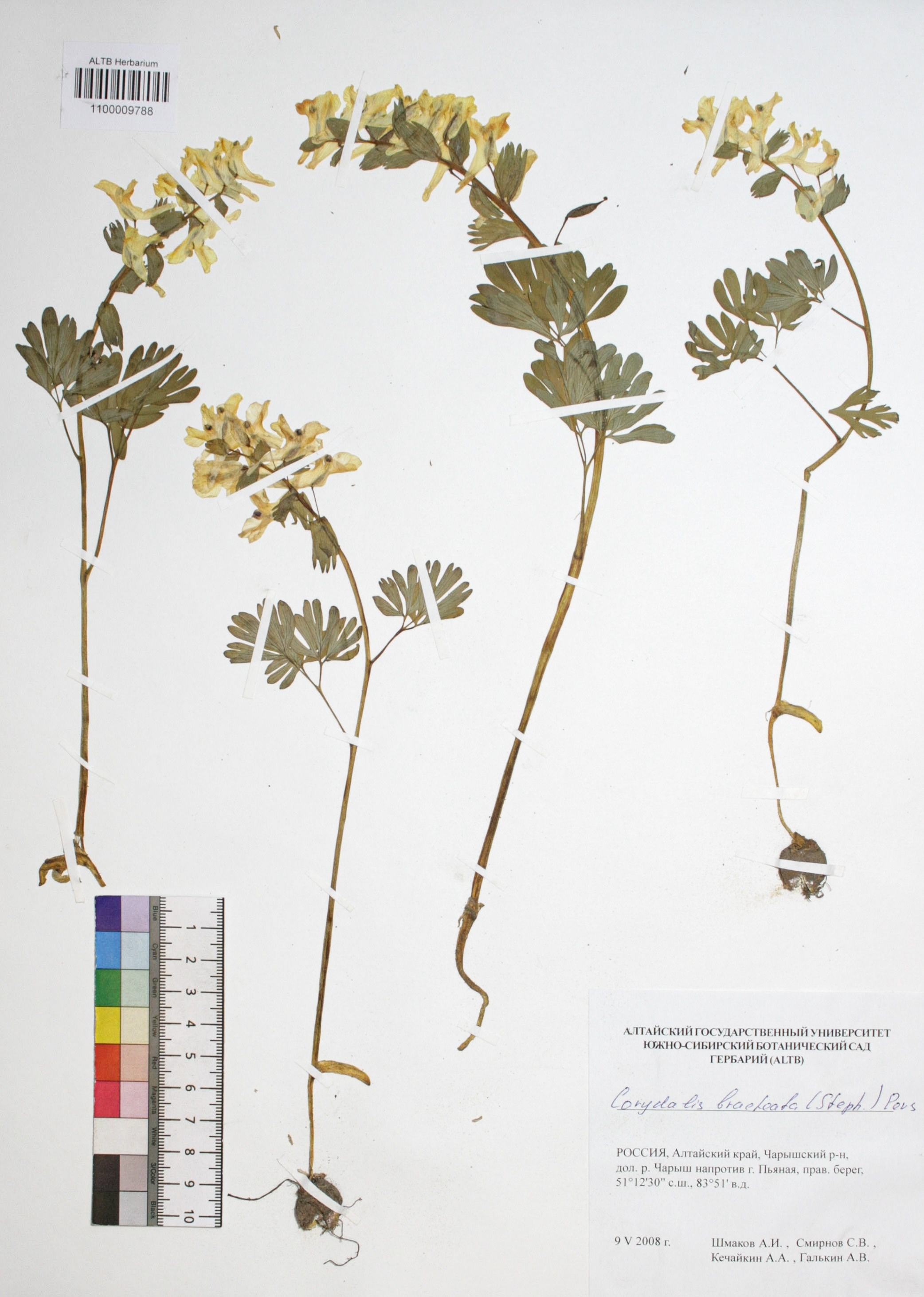 Corydalis bracteata (Steph.) Pers.