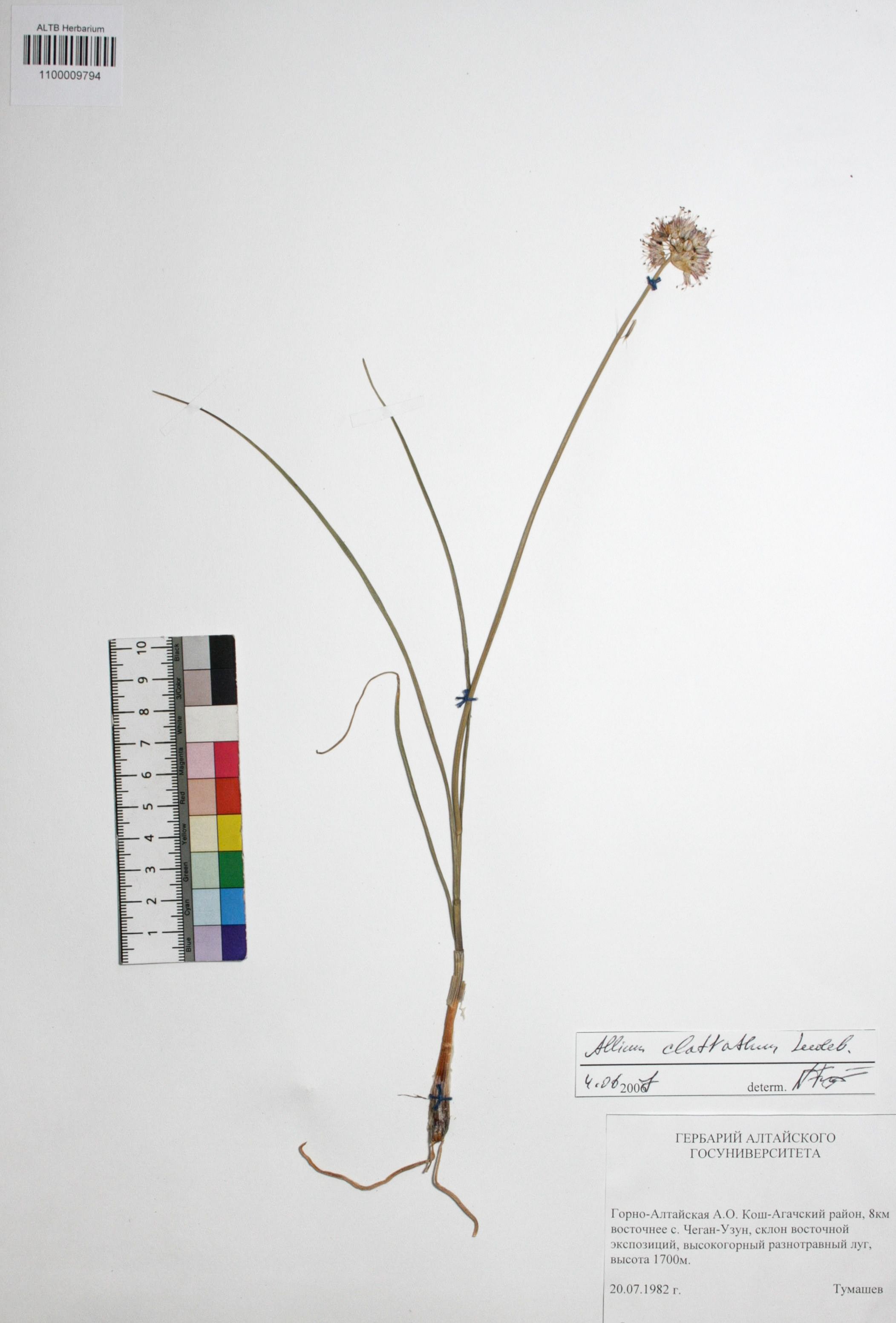 Allium clathratum Ledeb.