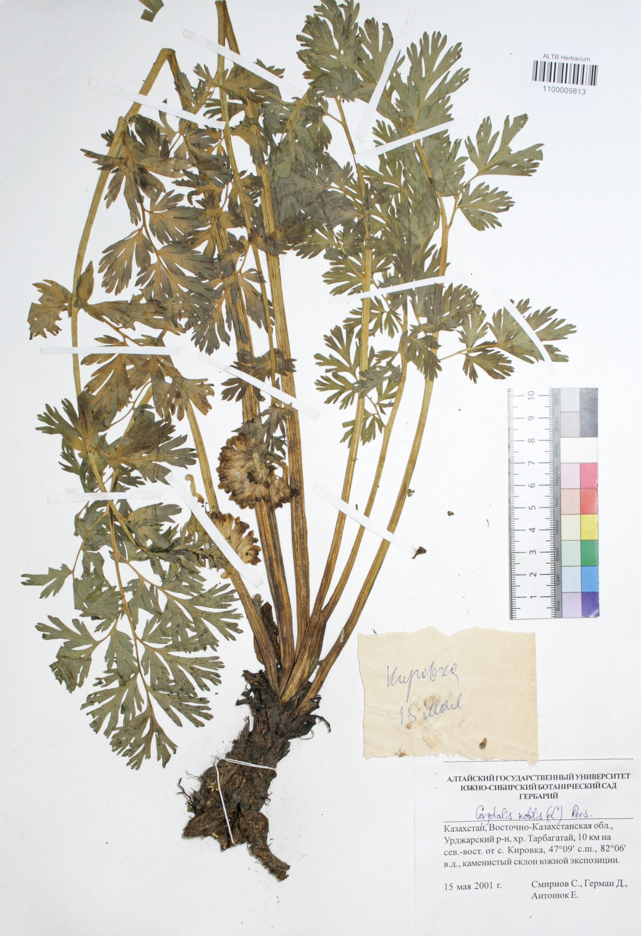 Corydalis nobilis (L.) Pers.