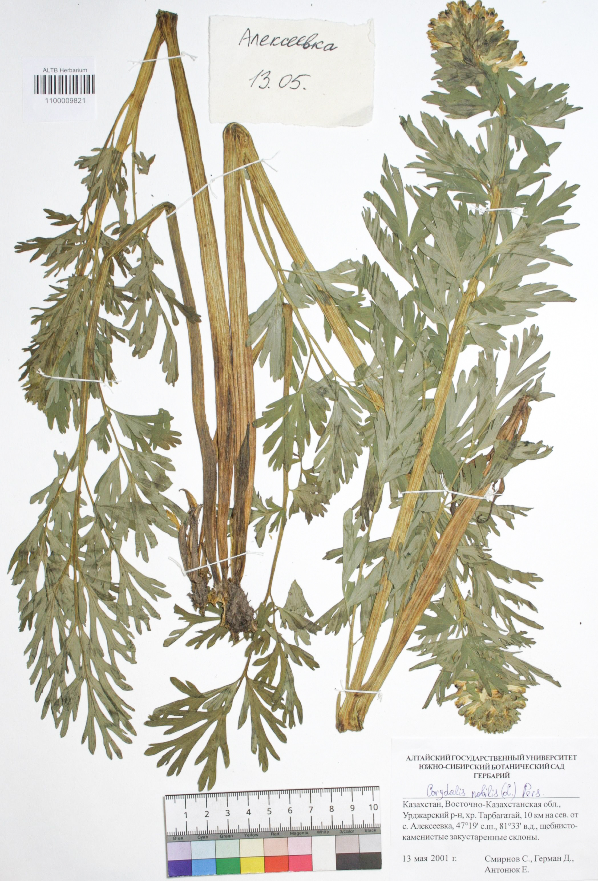 Corydalis nobilis (L.) Pers.