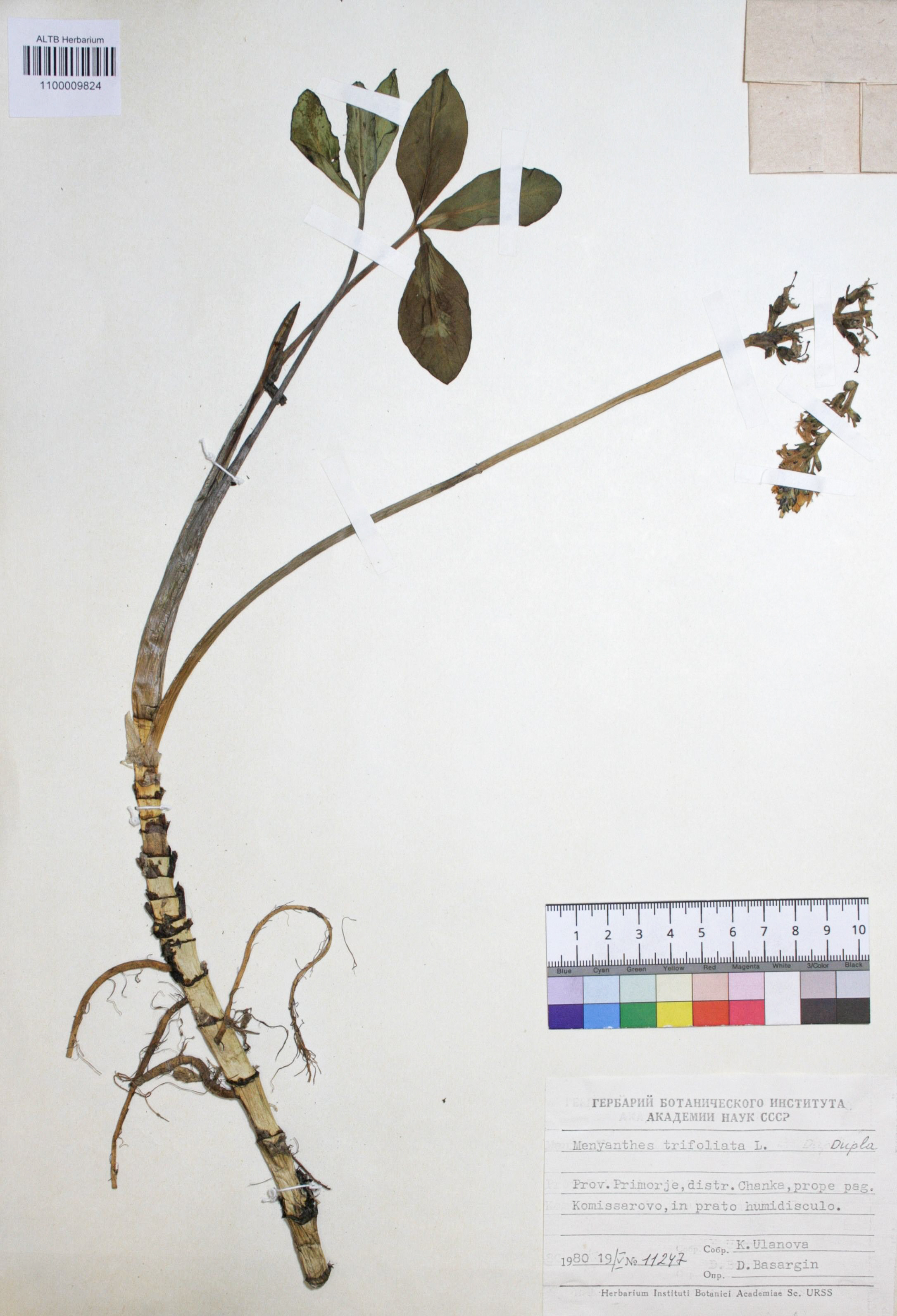 Menyanthes trifoliata L. 