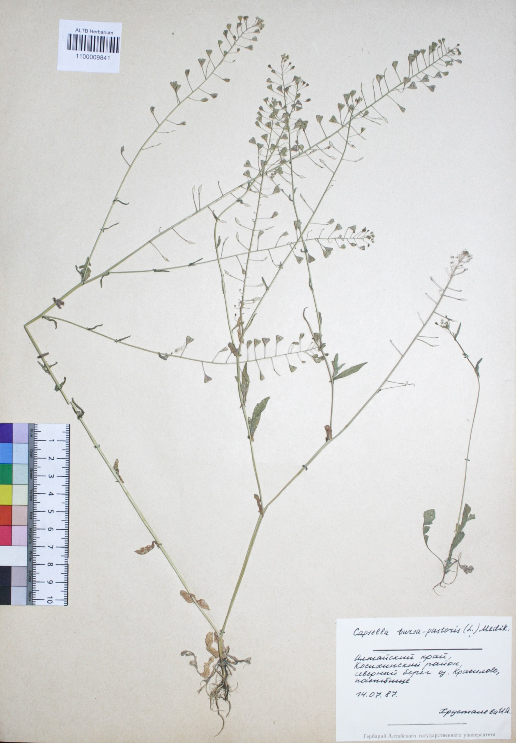 Capsella bursa-pastoris (L.) Medik.
