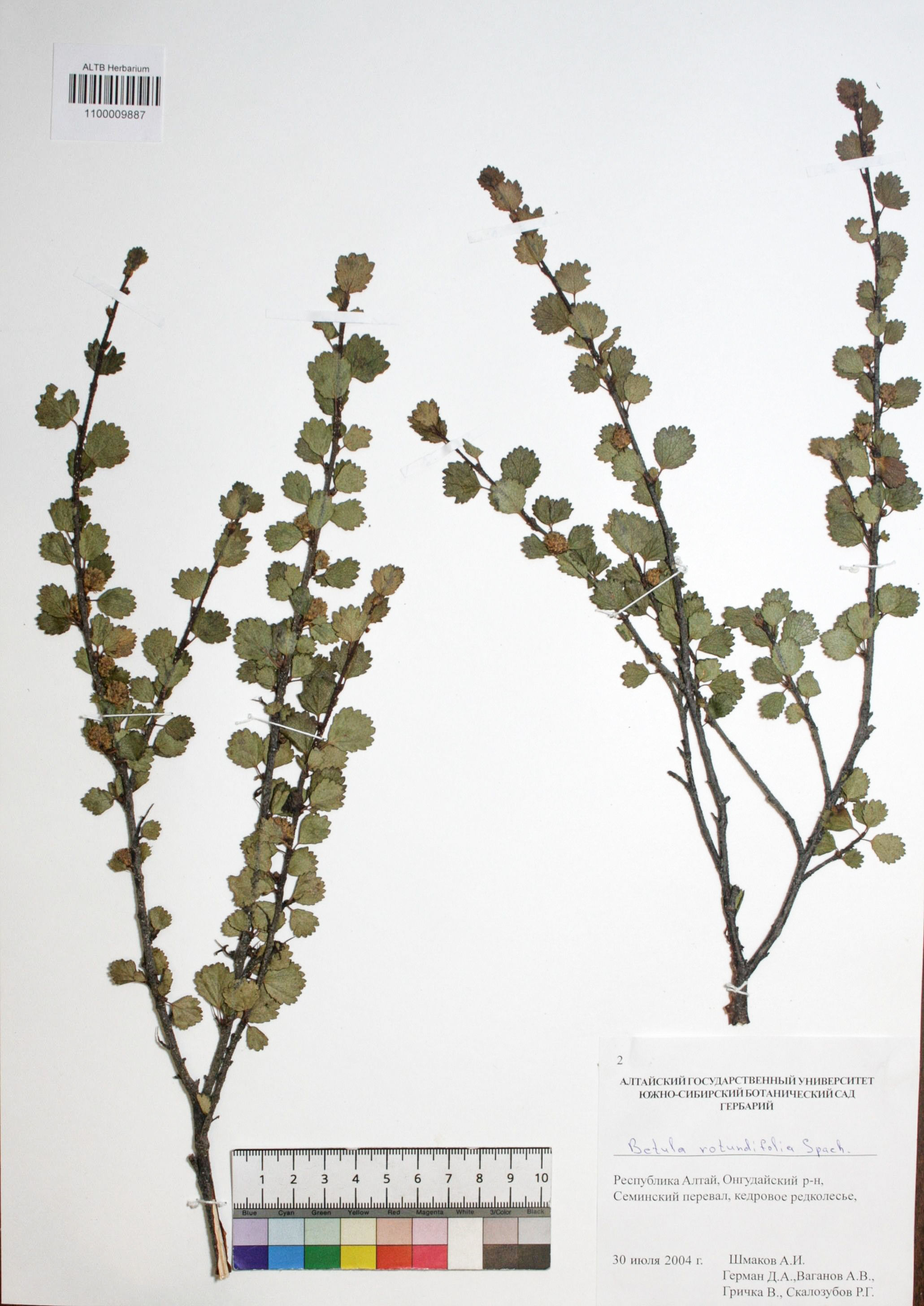 Betula rotundifolia Spach