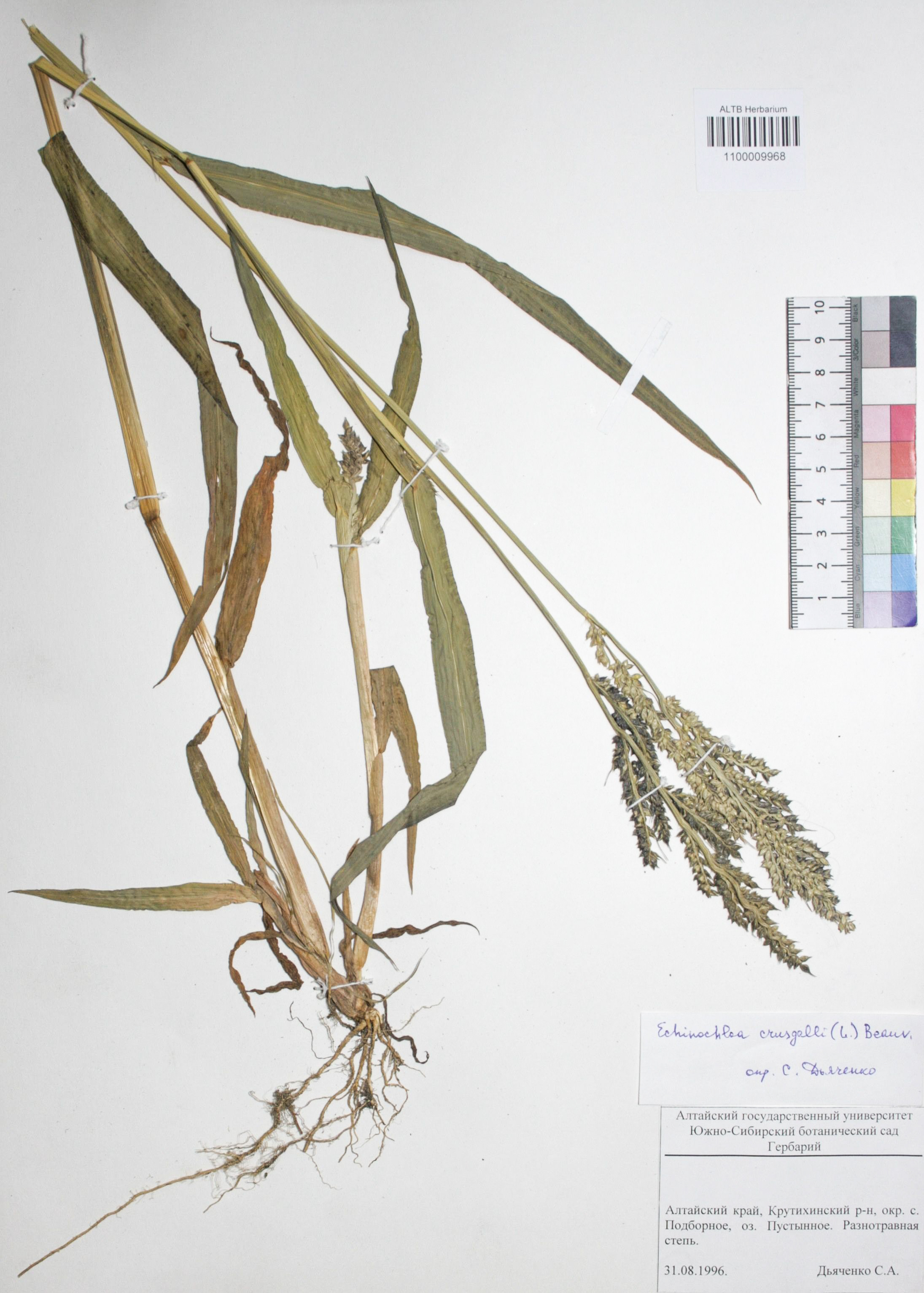 Echinochloa crus-galli (L.) P. Beauv.