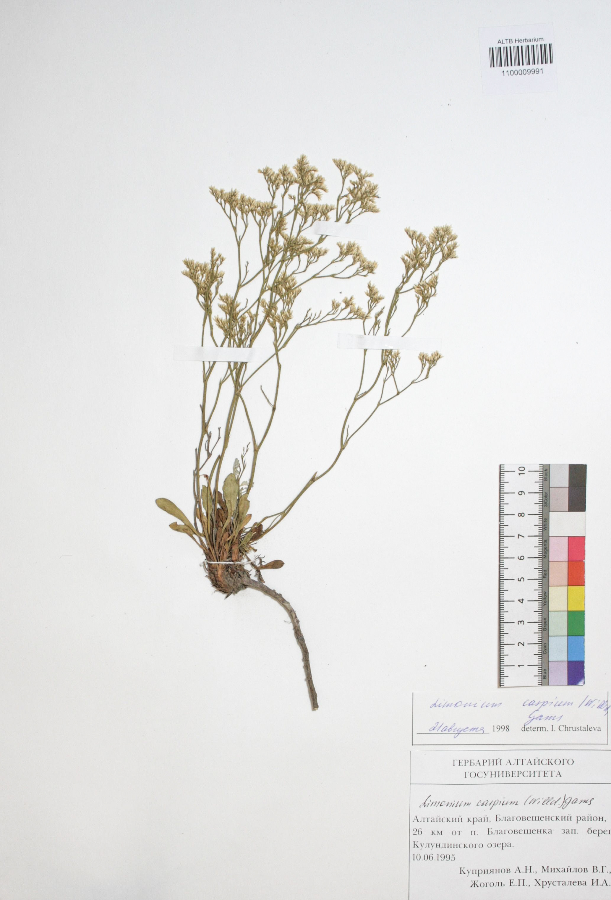 Limonium caspium (Willd.) Gams