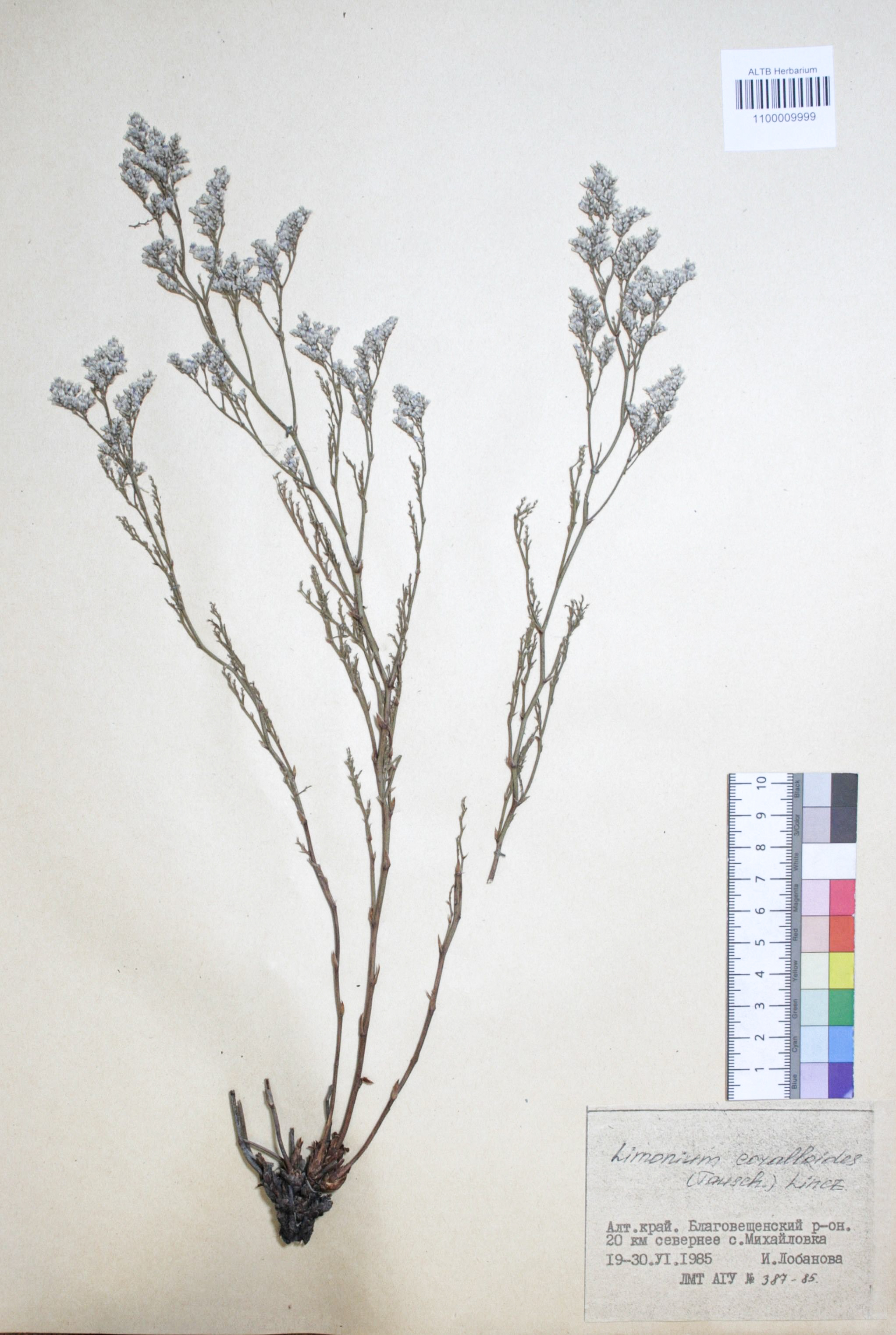 Limonium coralloides (Tausch) Lincz.