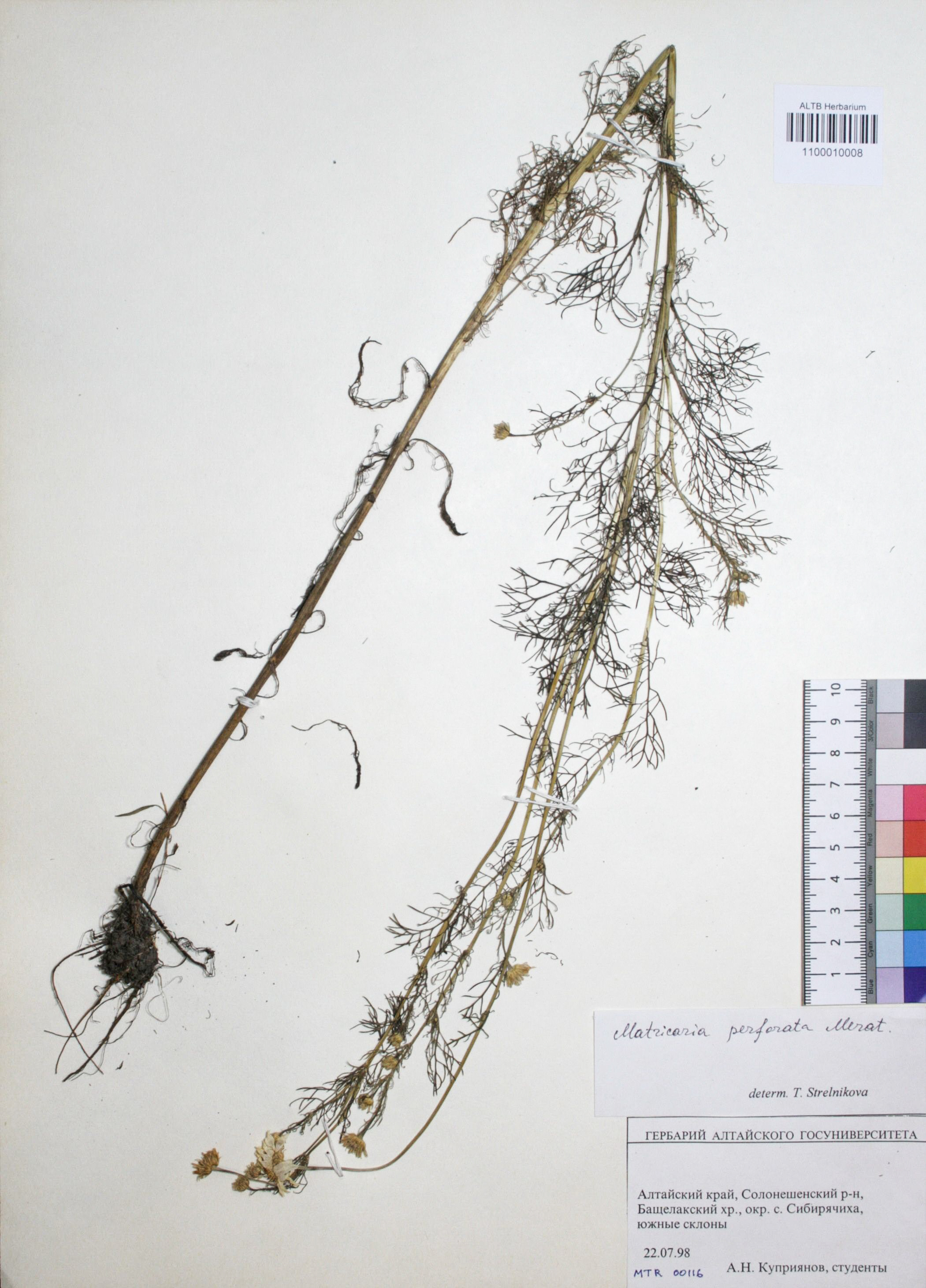 Matricaria perforata Merat