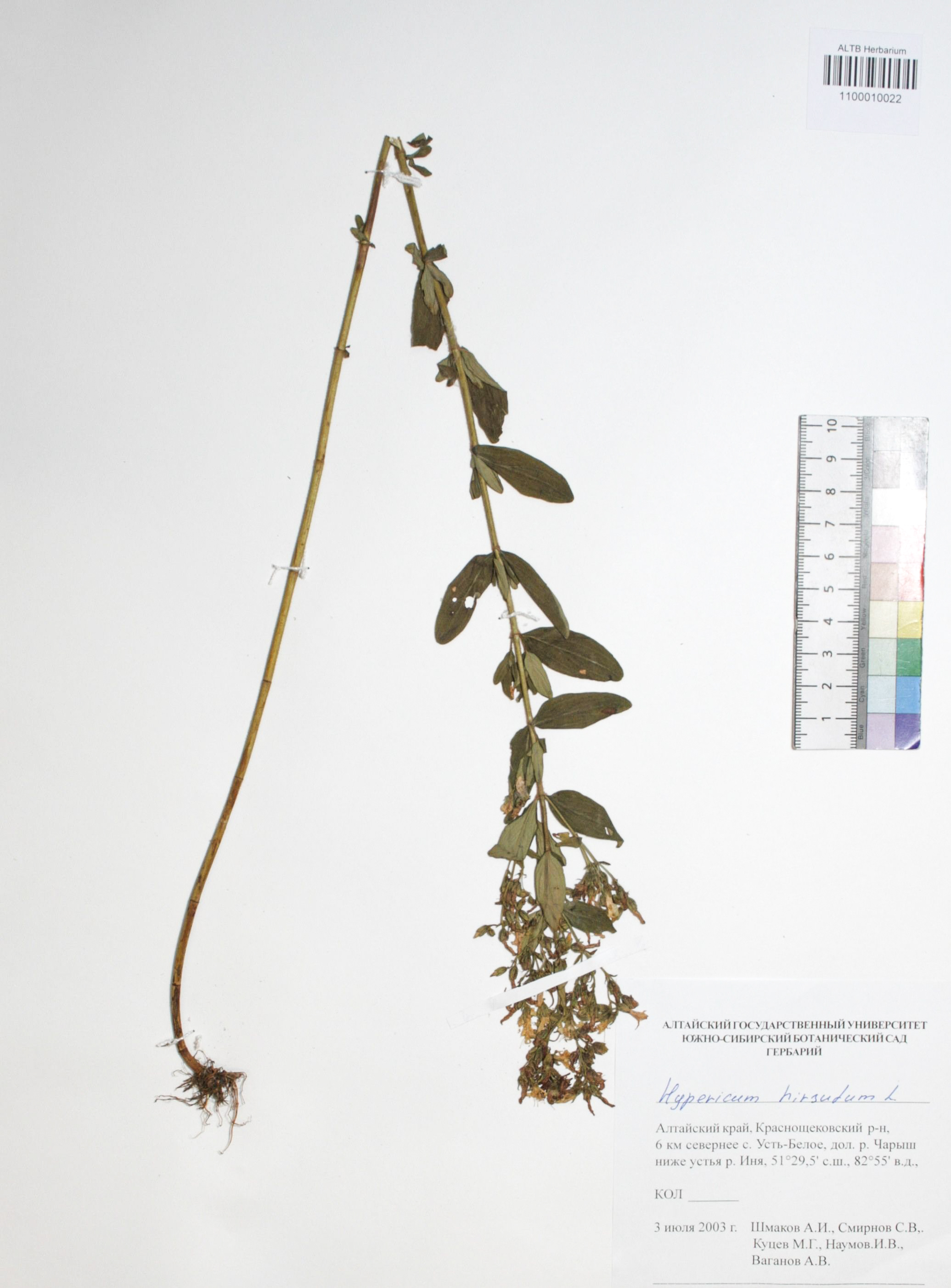 Hypericum hirsutum L.