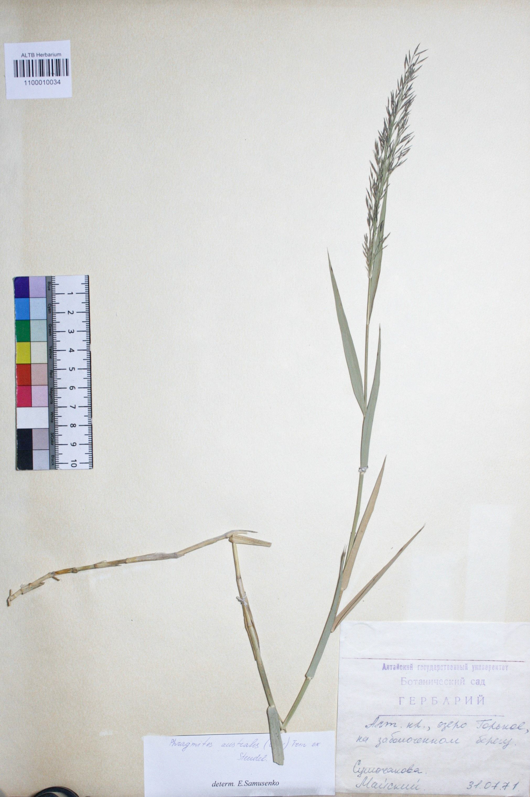 Phragmites australis (Cav.) Trin. ex Steud. 