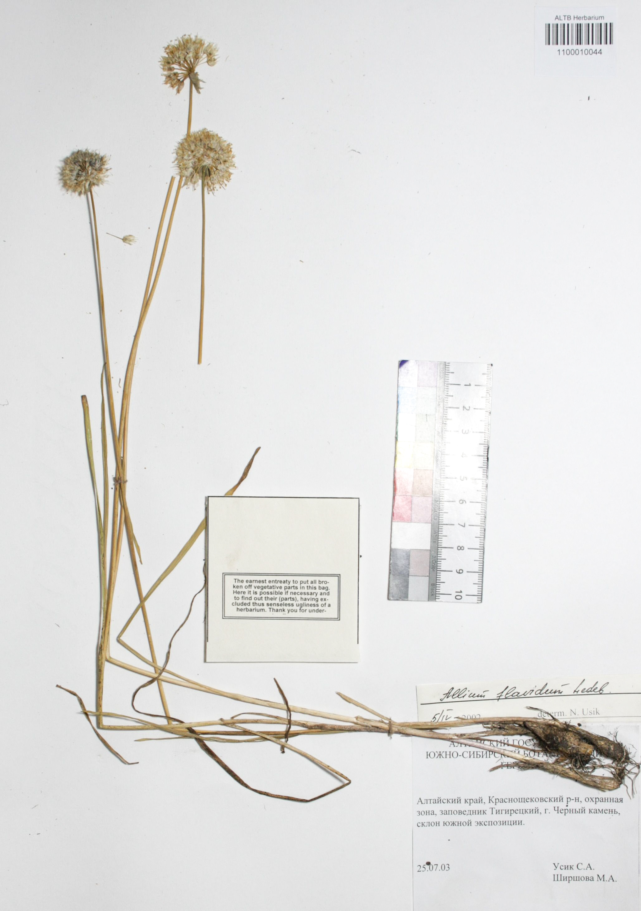 Allium flavidum Ledeb.