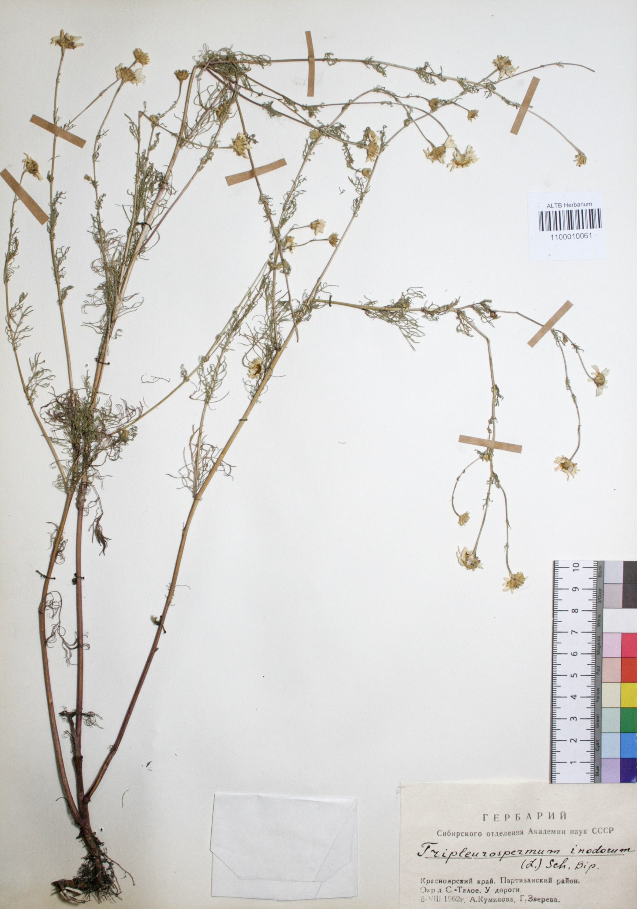 Tripleurospermum inodorum (L.) Sch.Bip.