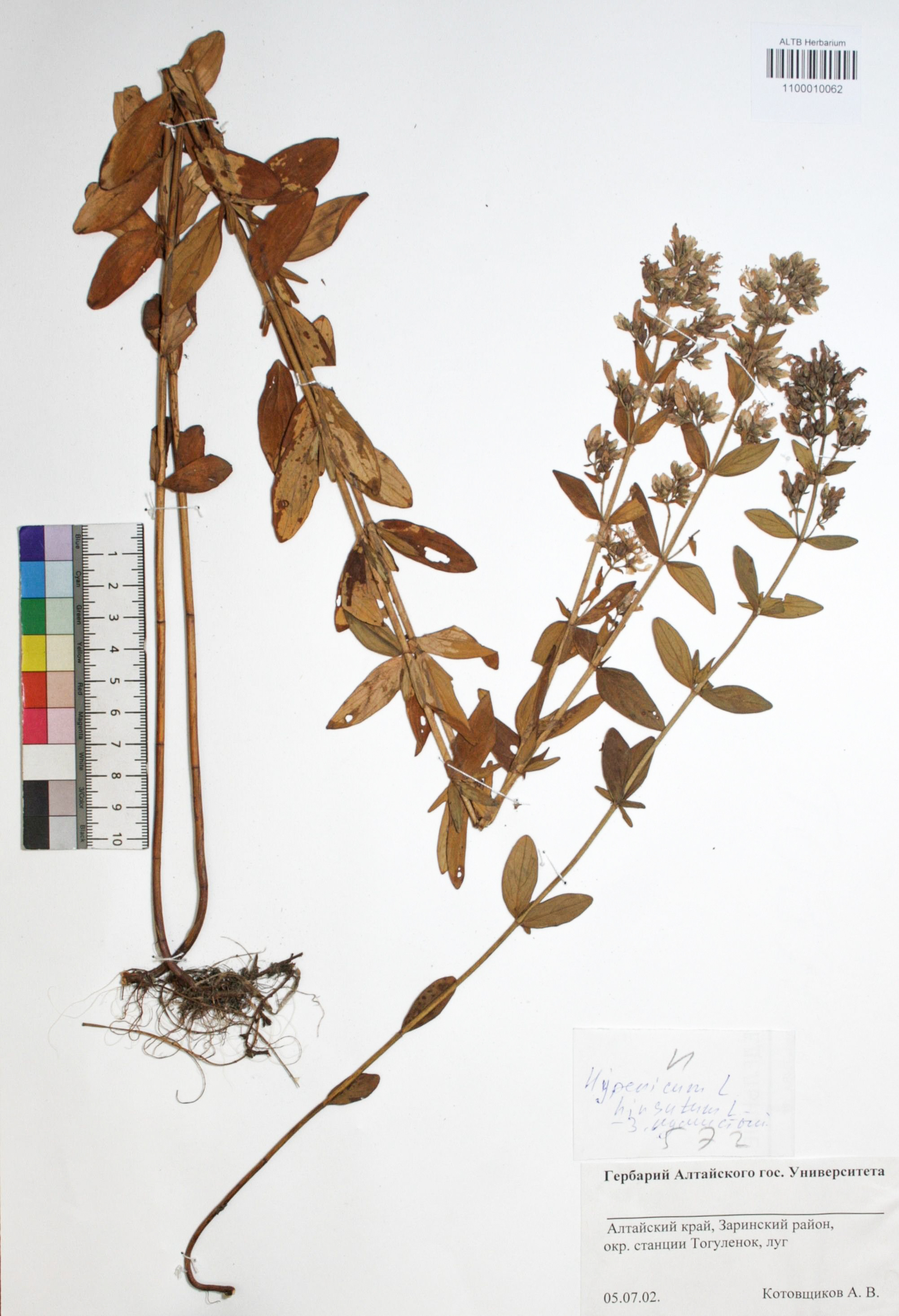 Hypericum hirsutum L.