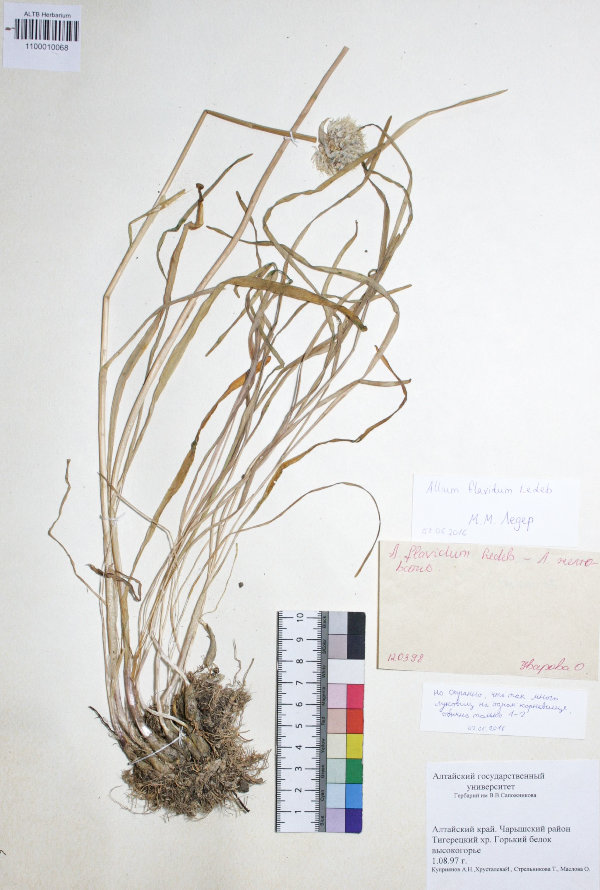 Allium flavidum Ledeb.