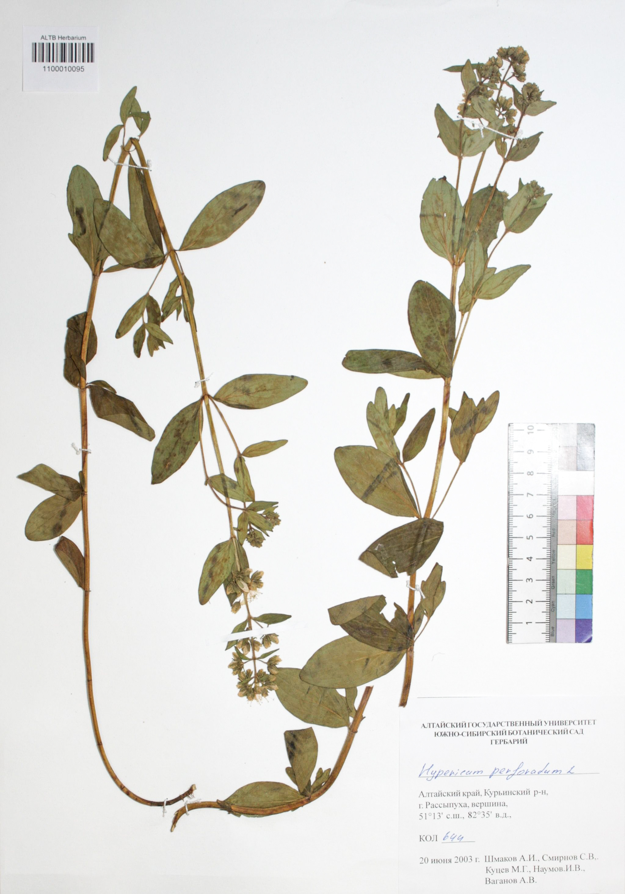 Hypericum perforatum L.