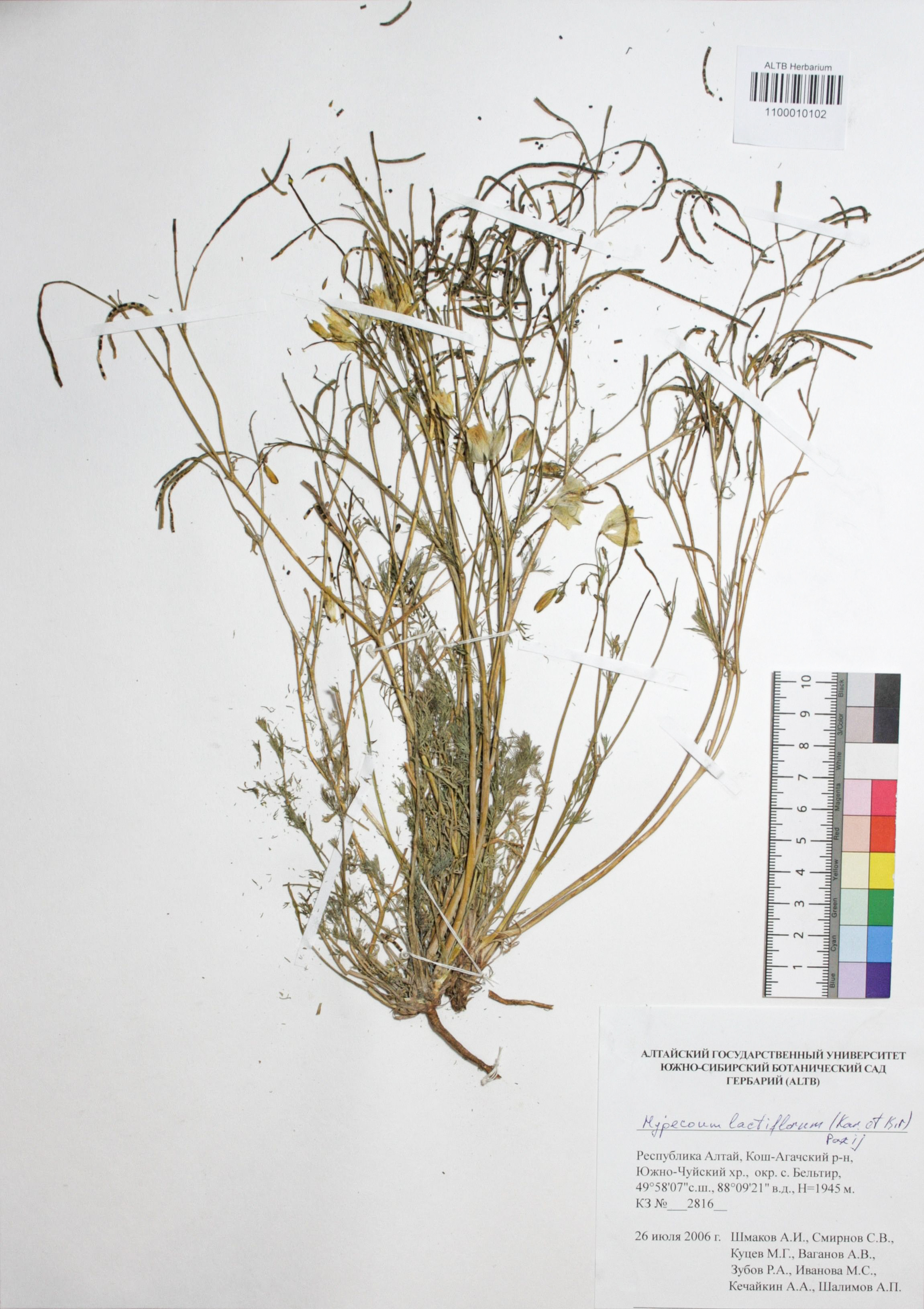 Hypecoum lactiflorum (Kar. et Kir.) Paxij. 