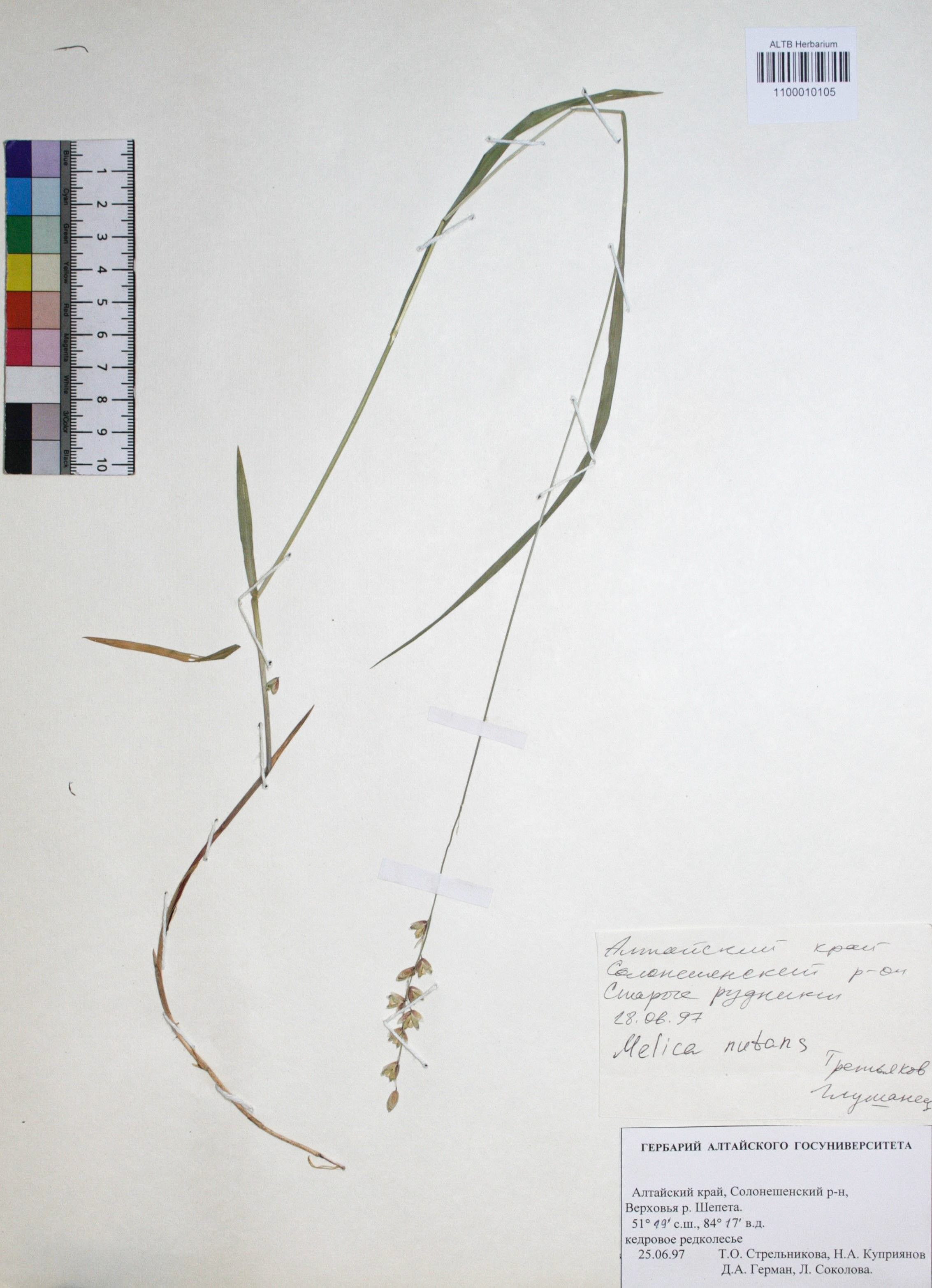 Melica nutans L.