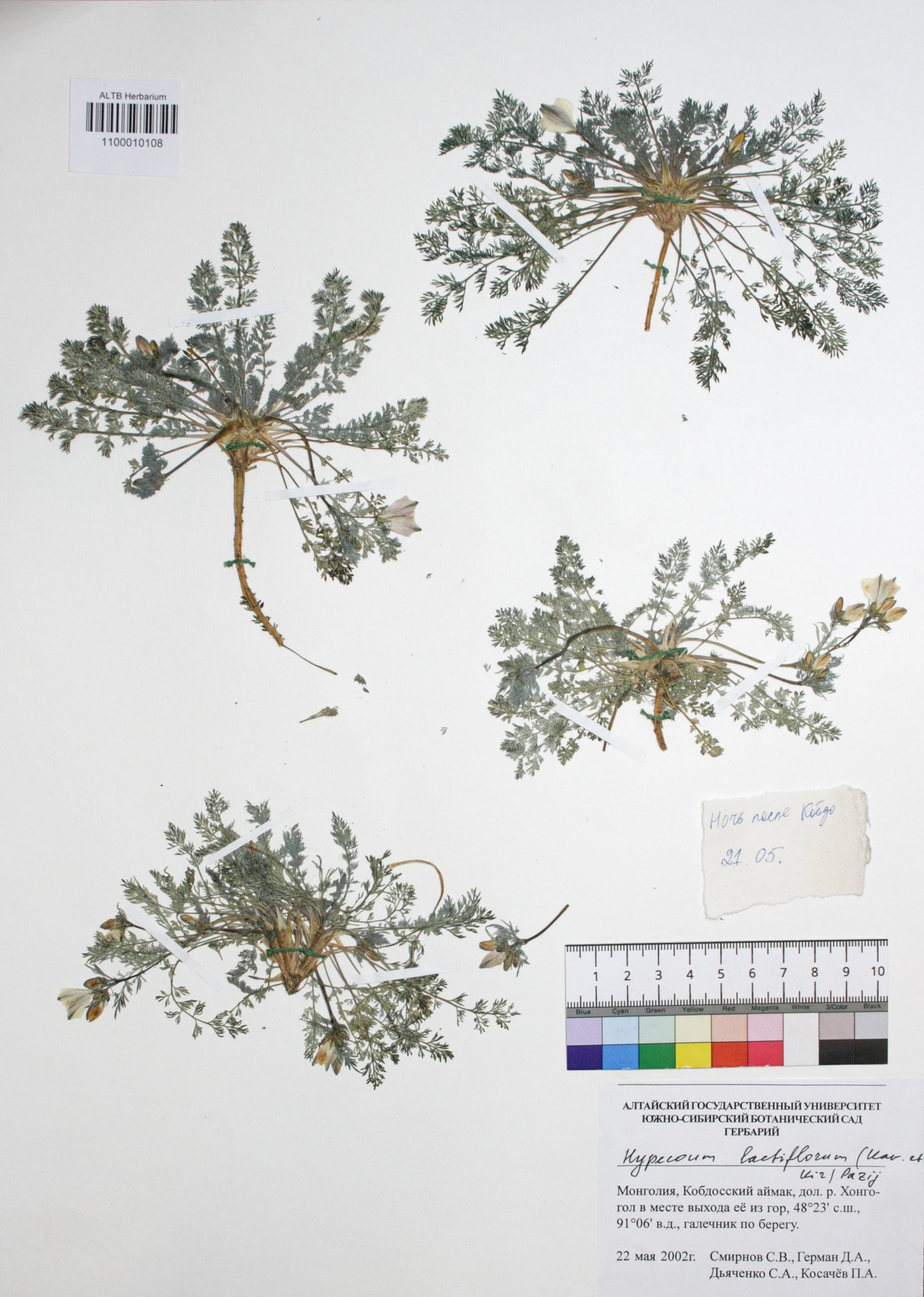 Hypecoum lactiflorum (Kar. et Kir.) Paxij. 