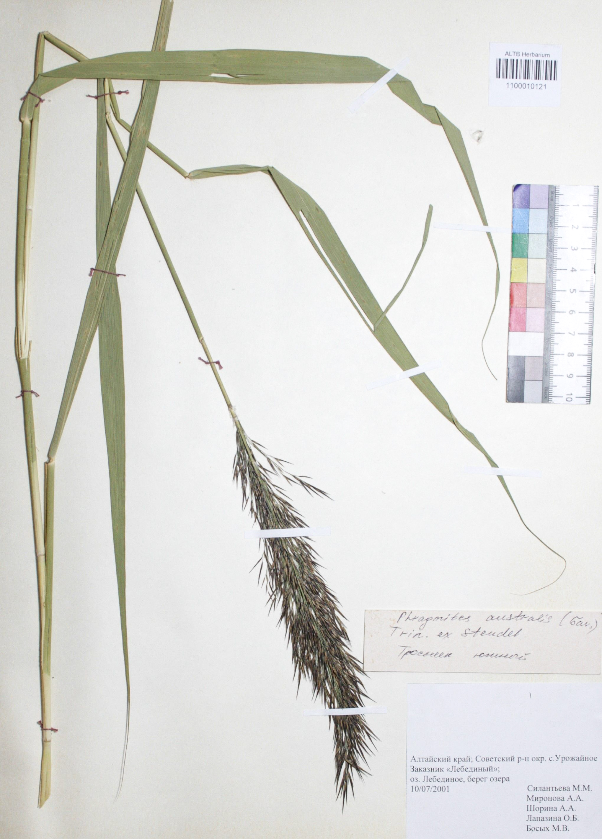 Phragmites australis (Cav.) Trin. ex Steud. 