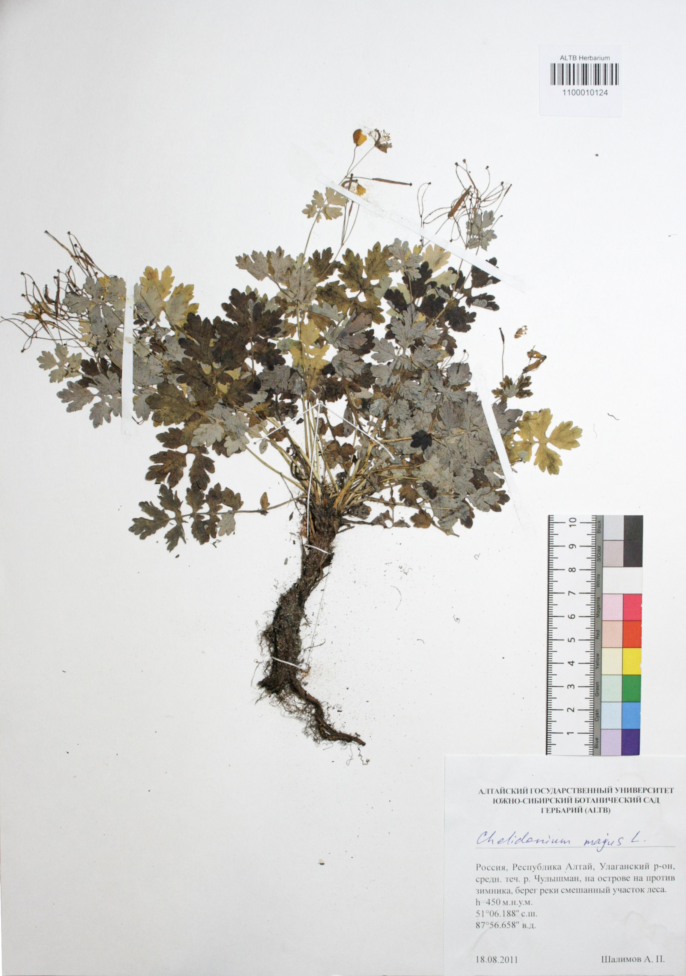 Chelidonium majus L.