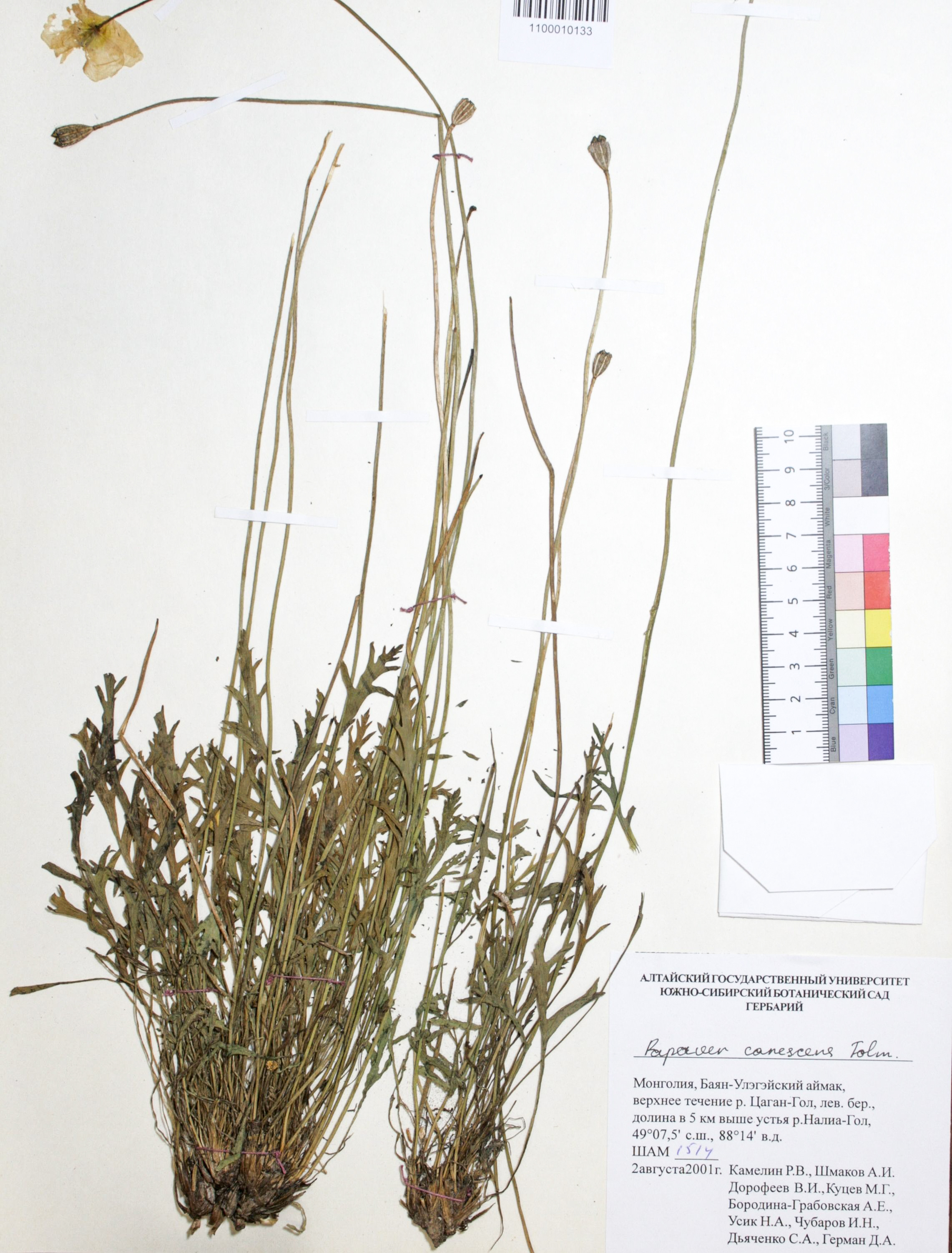 Papaver canecsens Tolm.