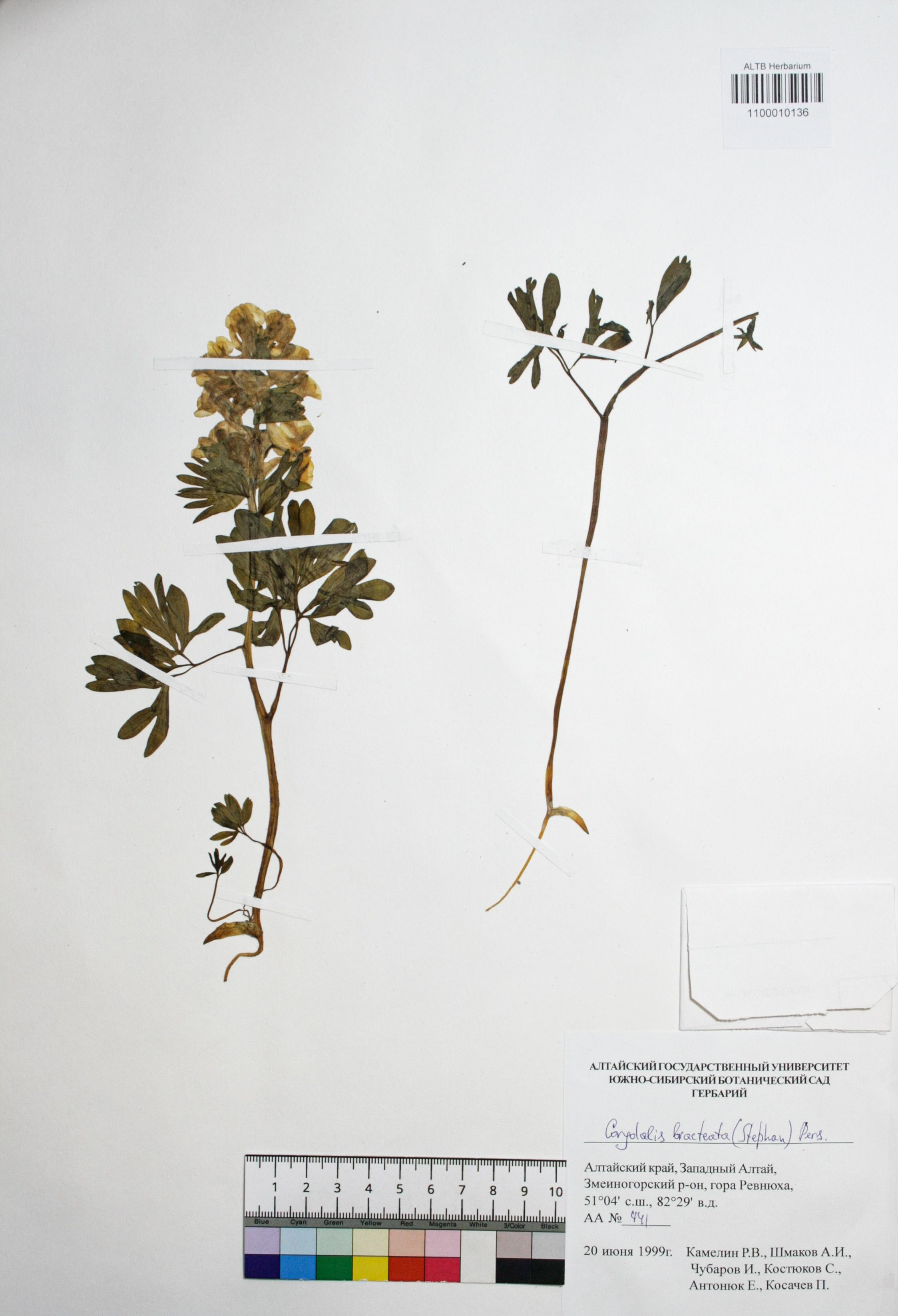 Gorydalis bracteata (Steph.) Pers. 