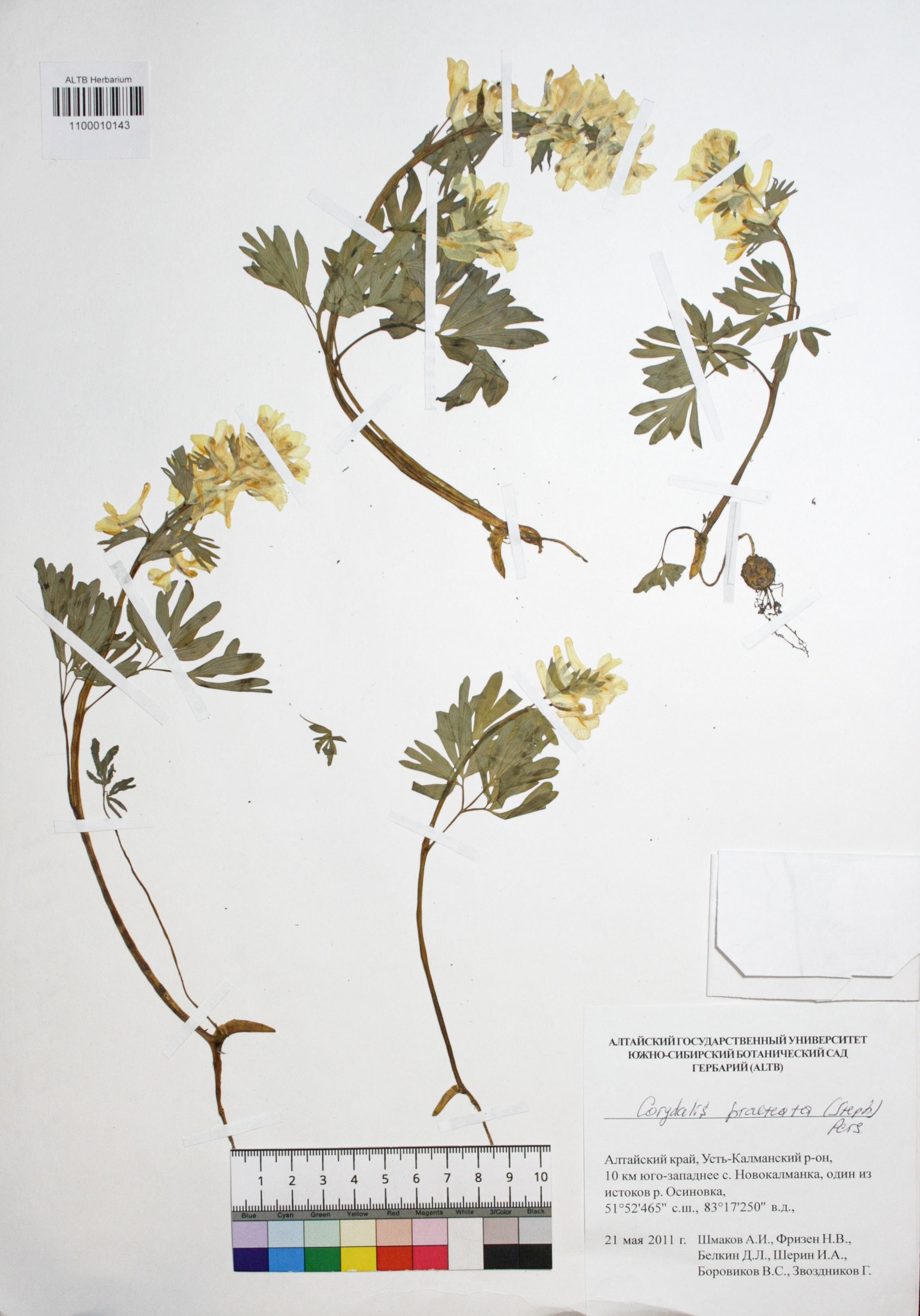 Gorydalis pseudocanescens M.Pop