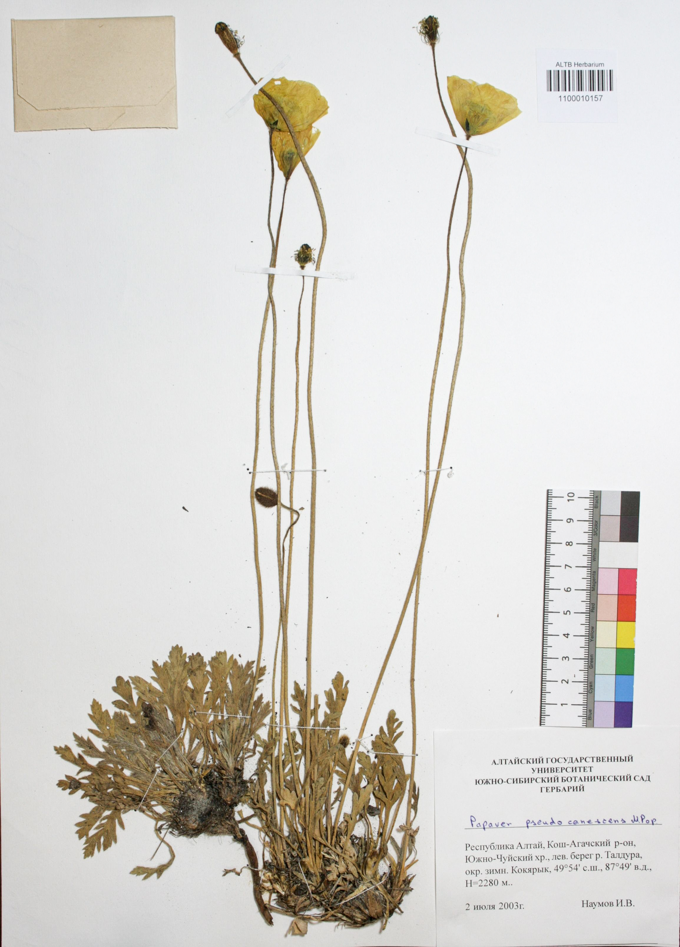Papaveraceae,Papaver pseudocanescens M. Pop. Papaveraceae,Papaver pseudocanescens M. Pop.