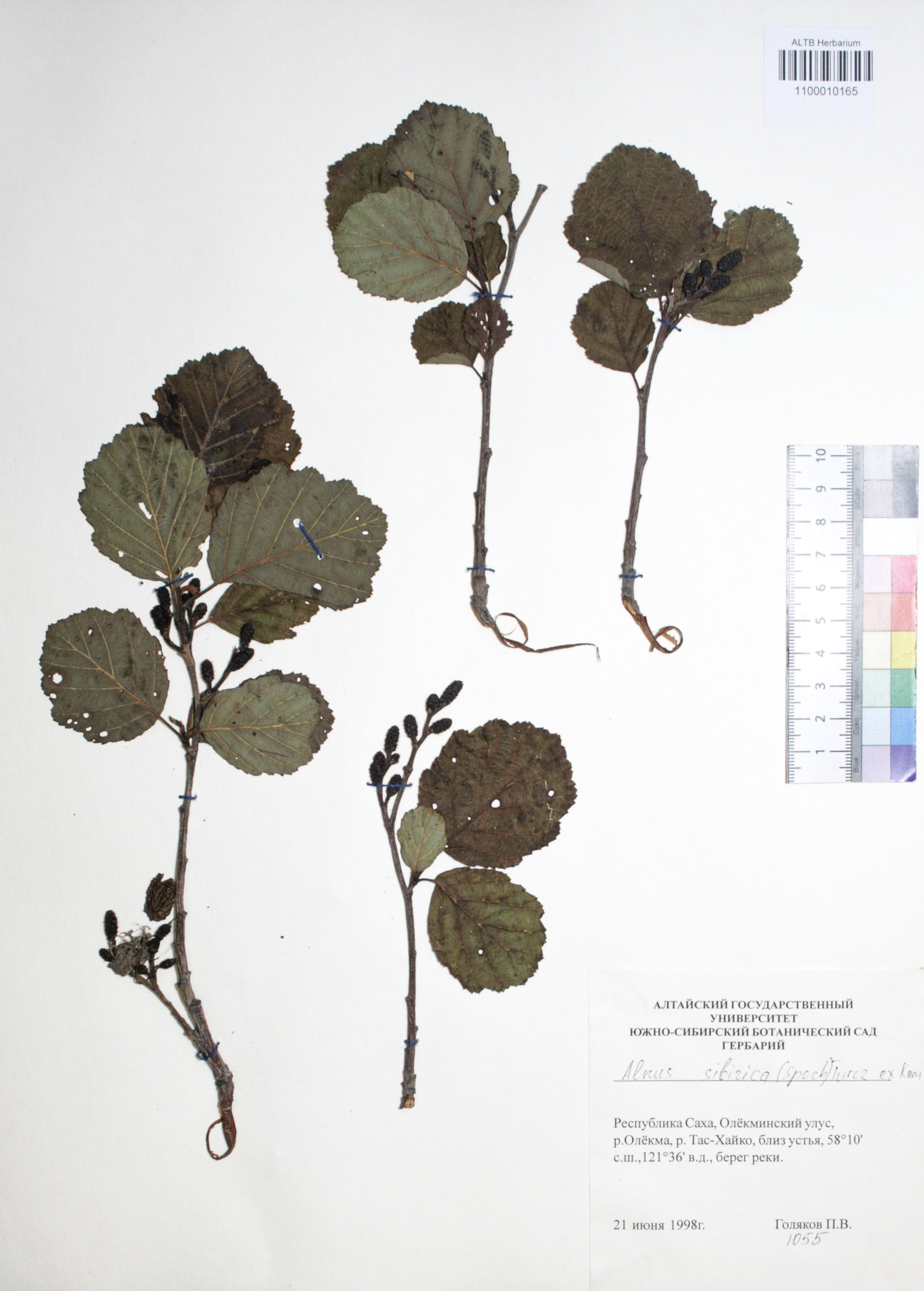 Alnus sibirica (Spach) Turcz. ex Kom.
