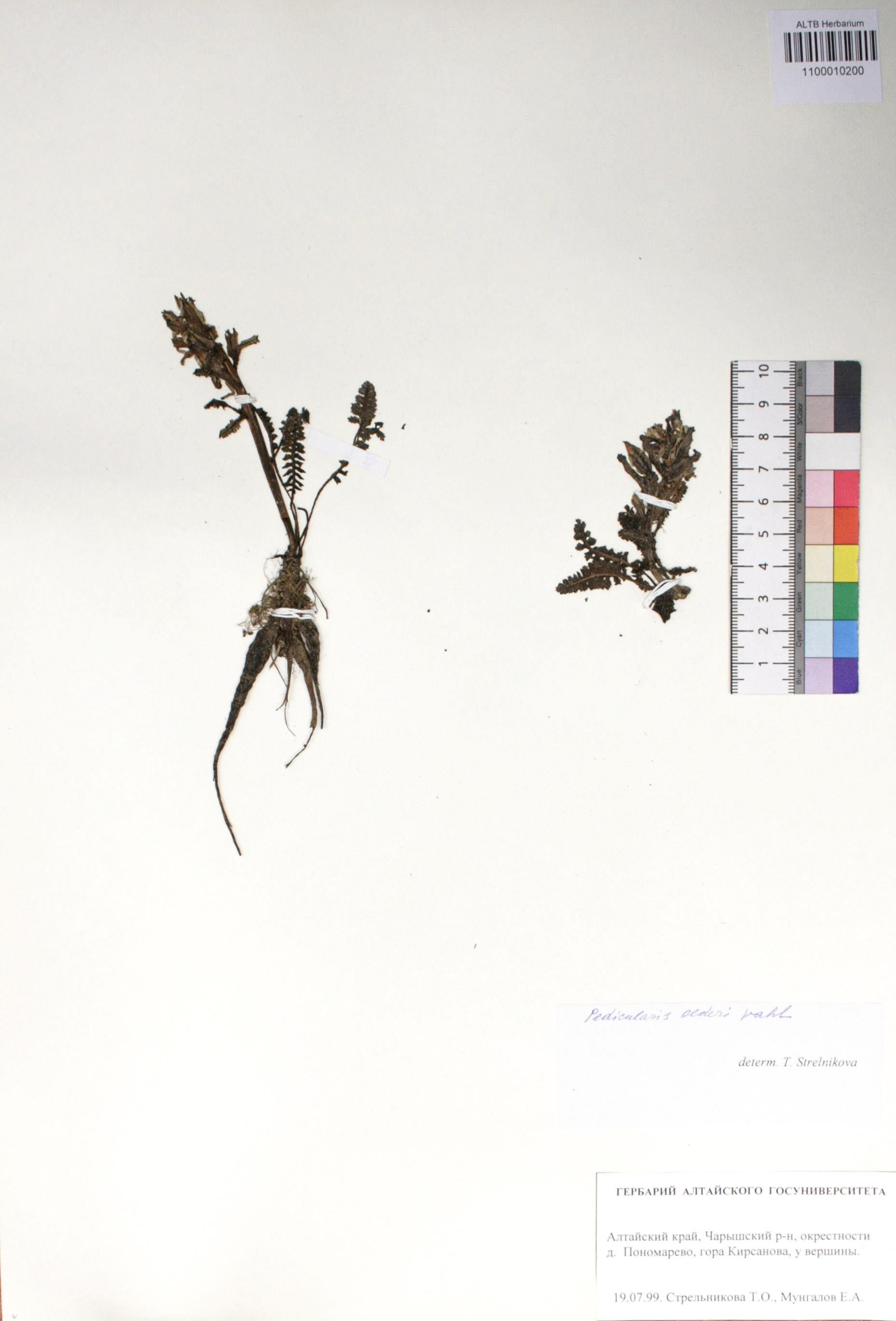 Silene graminifolia Otth.