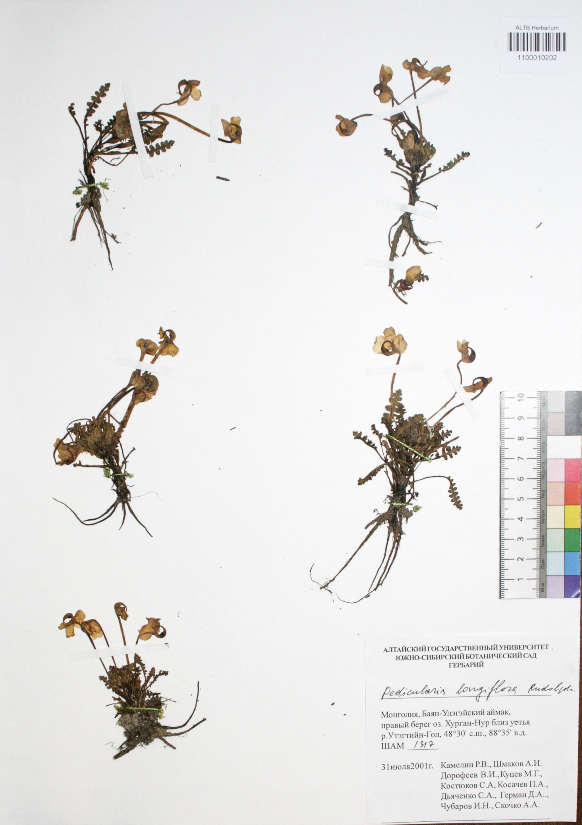 Pedicularis longiflora Rudolph