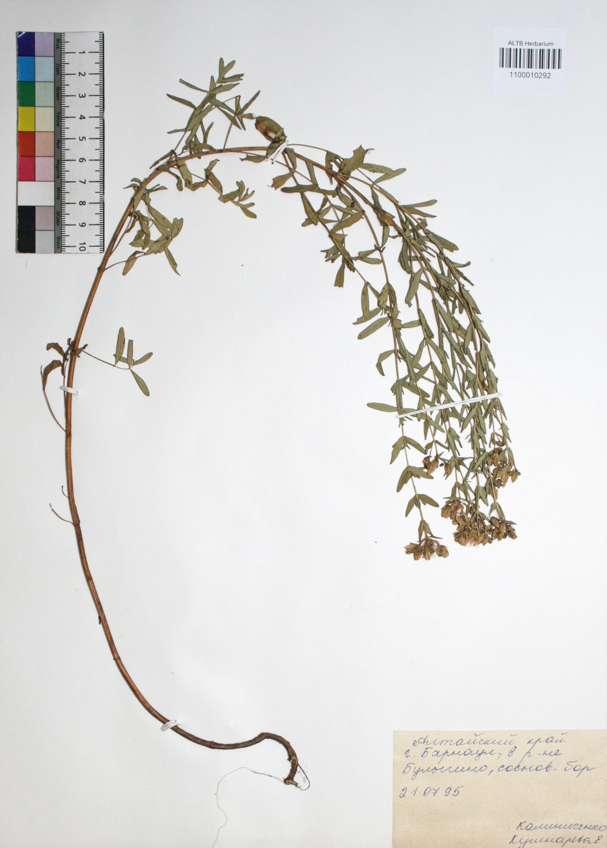 Hypericum ascyron L.